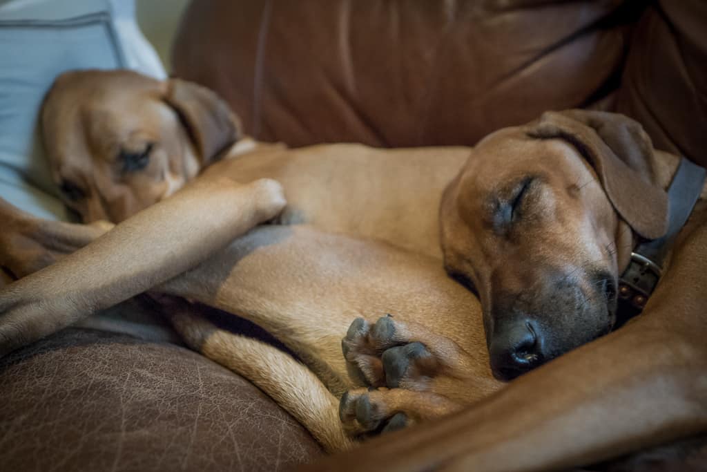 Rhodesian Ridgeback, blog, chicago, cute, adventure