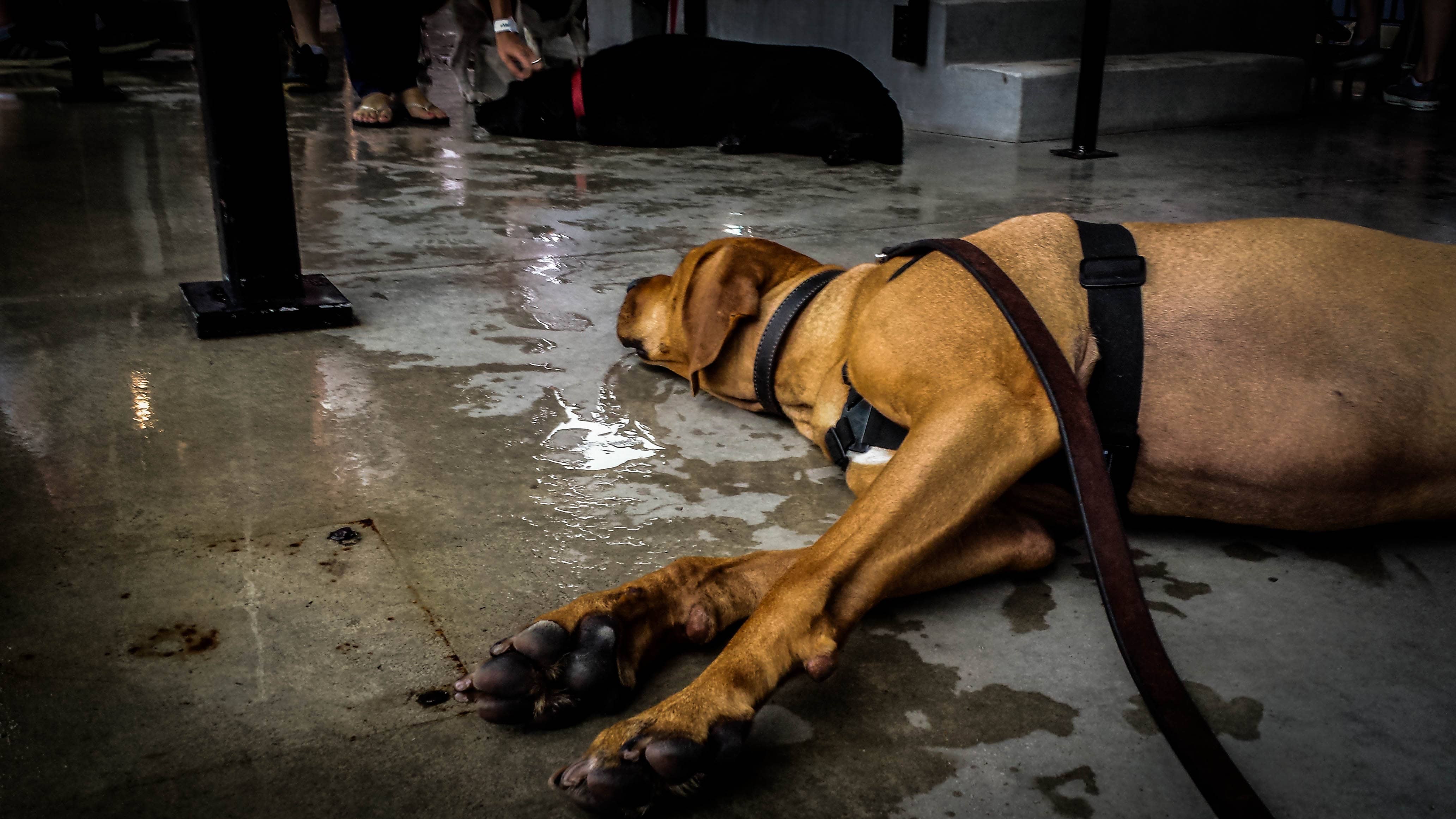 Pooches in the Ballpark - Travel Tails