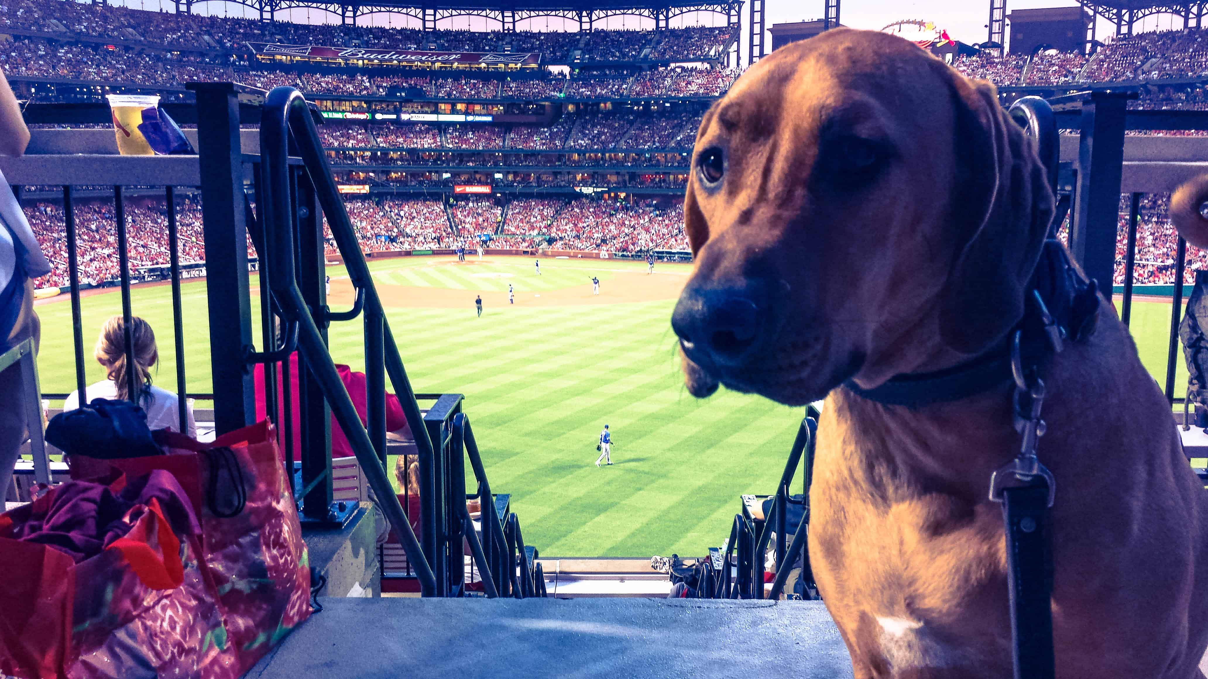 Pooches in the Park, marking our territory, petcentric, purina, st. louis cardinals, dog adventure, dog blog