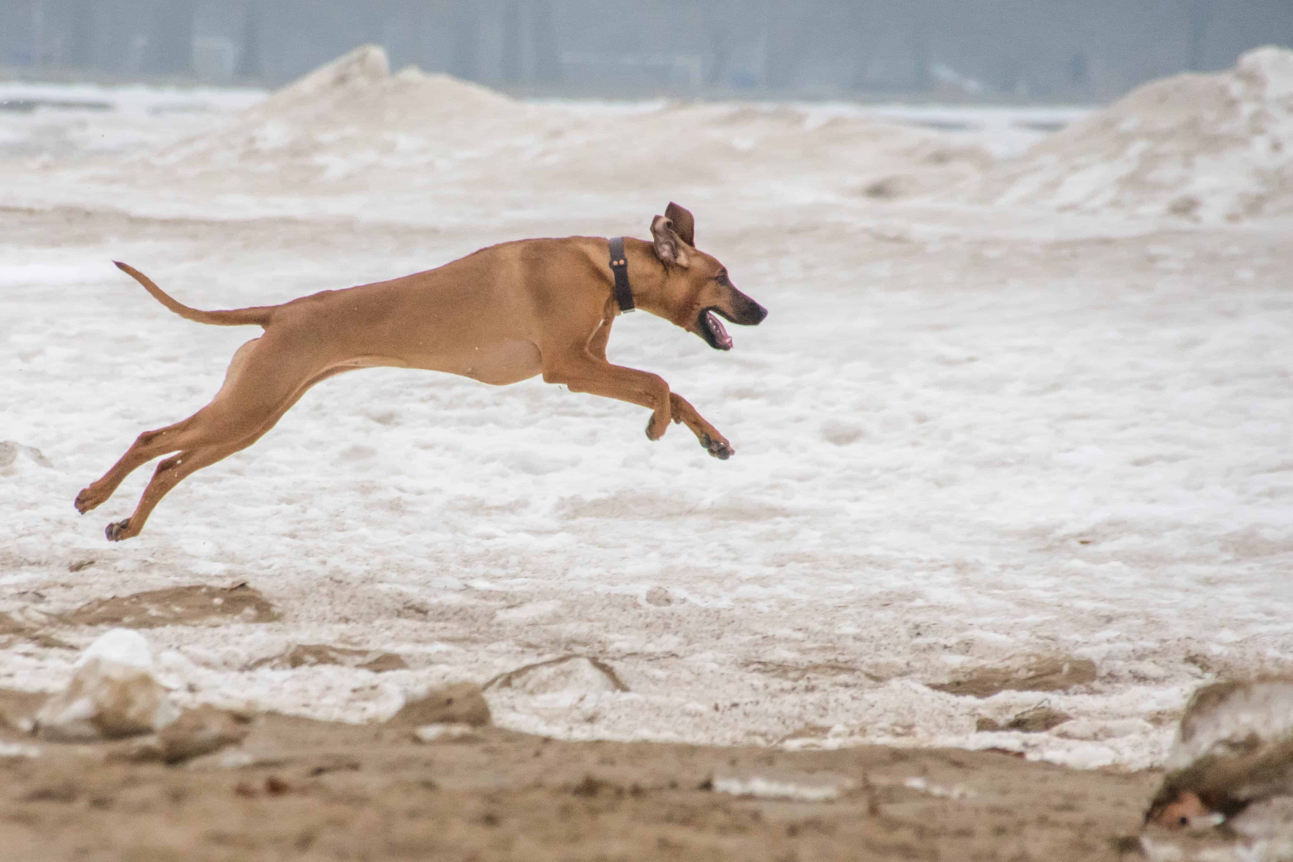 Montrose Dog Beach, Chicago, Rhodesian Ridgeback, puppy, marking our territory, dogs, pet-friendly