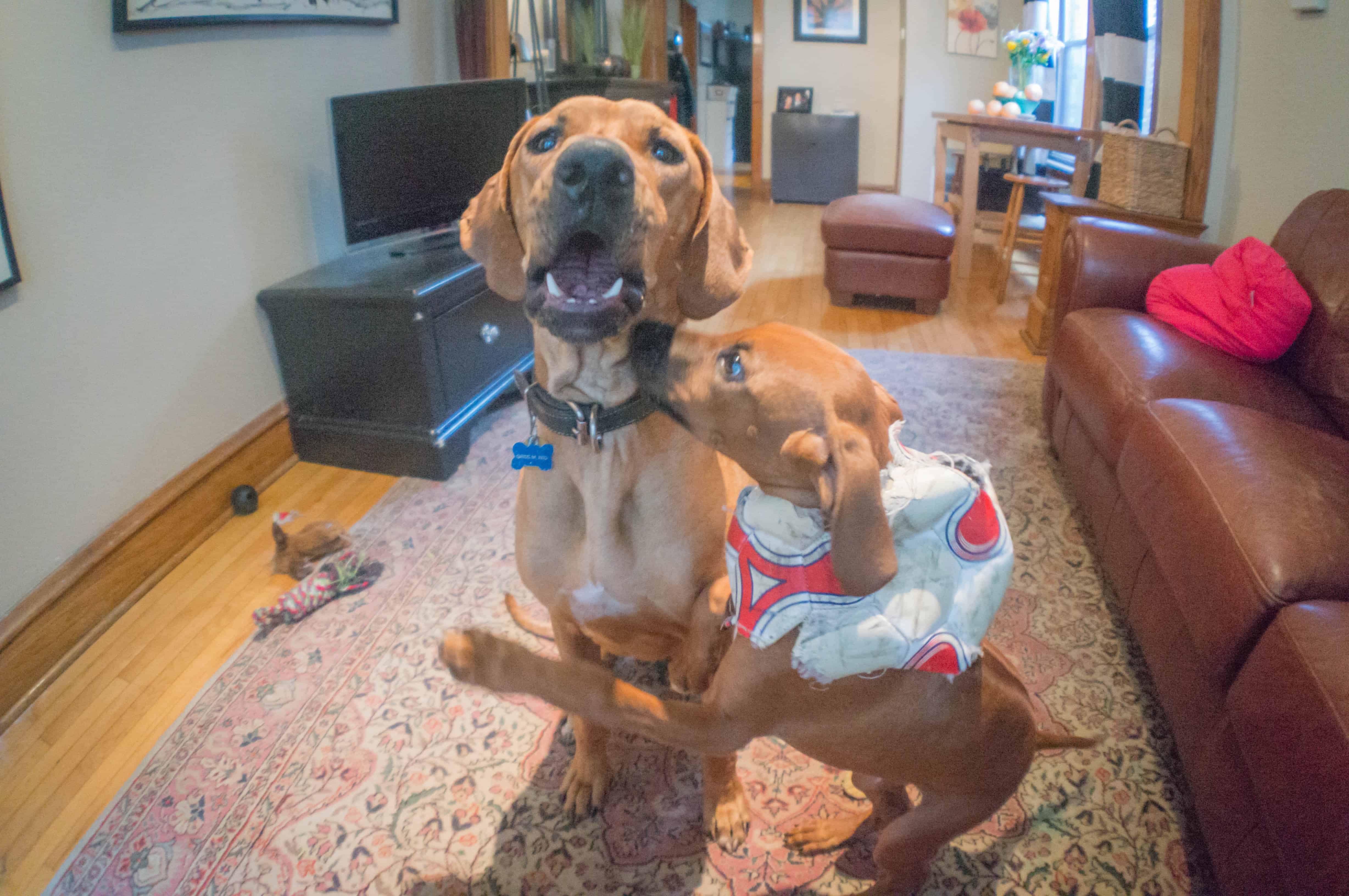 Rhodesian Ridgeback, puppy, chicago, marking our territory, pet-friendly