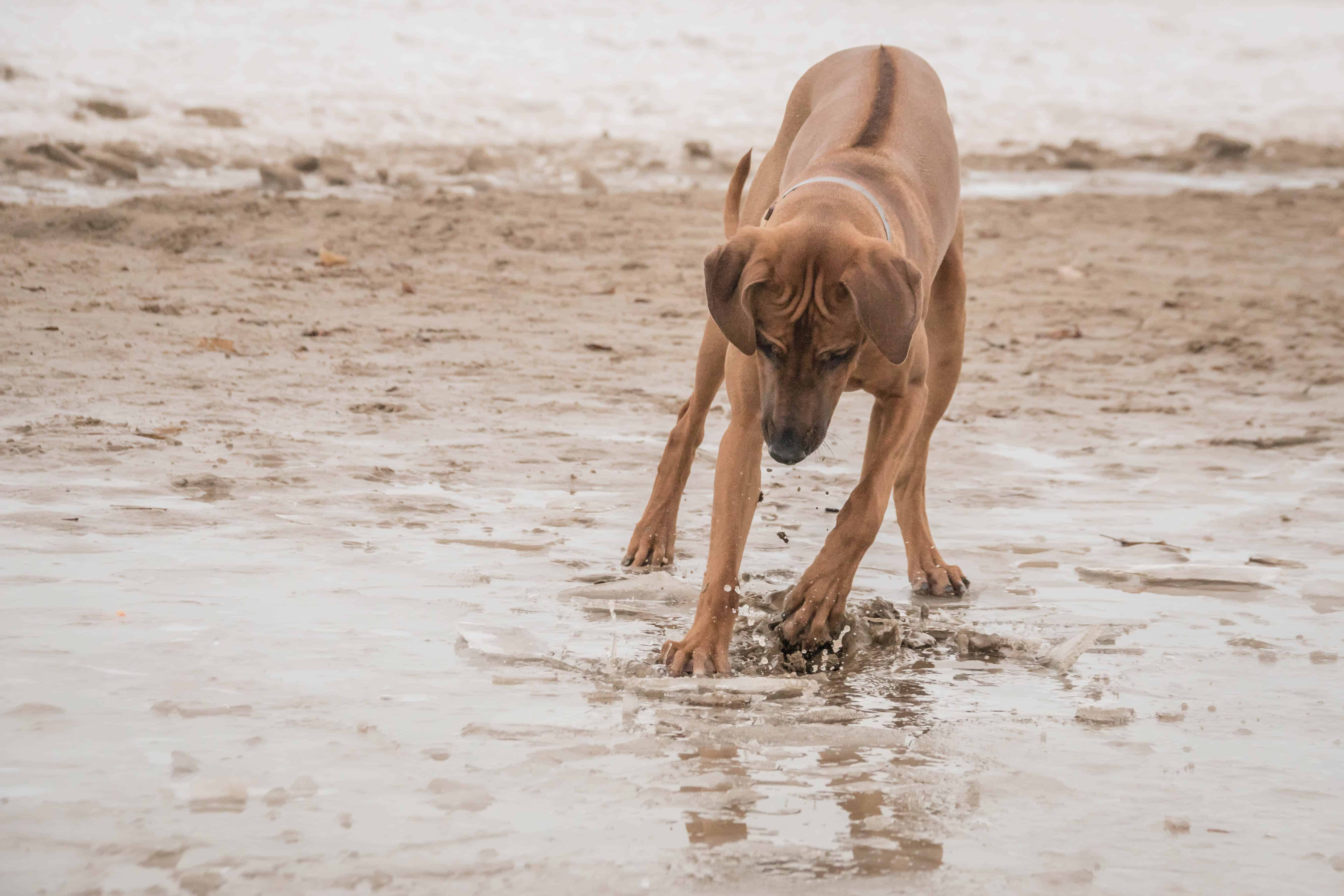 Montrose Dog Beach, Chicago, Rhodesian Ridgeback, puppy, marking our territory, dogs, pet-friendly