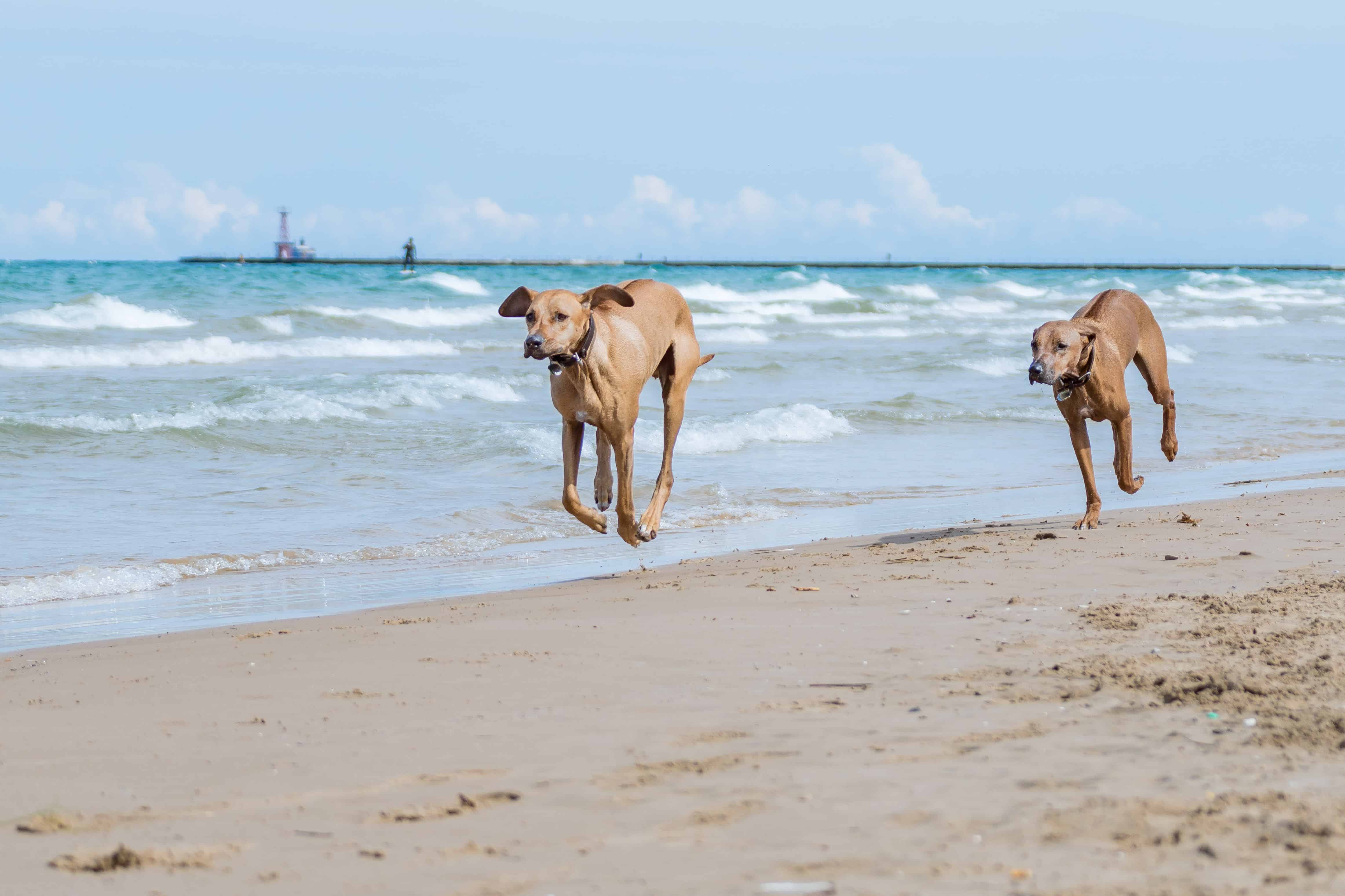 Rhodesian Ridgeback, blog, chicago, montrose dog beach
