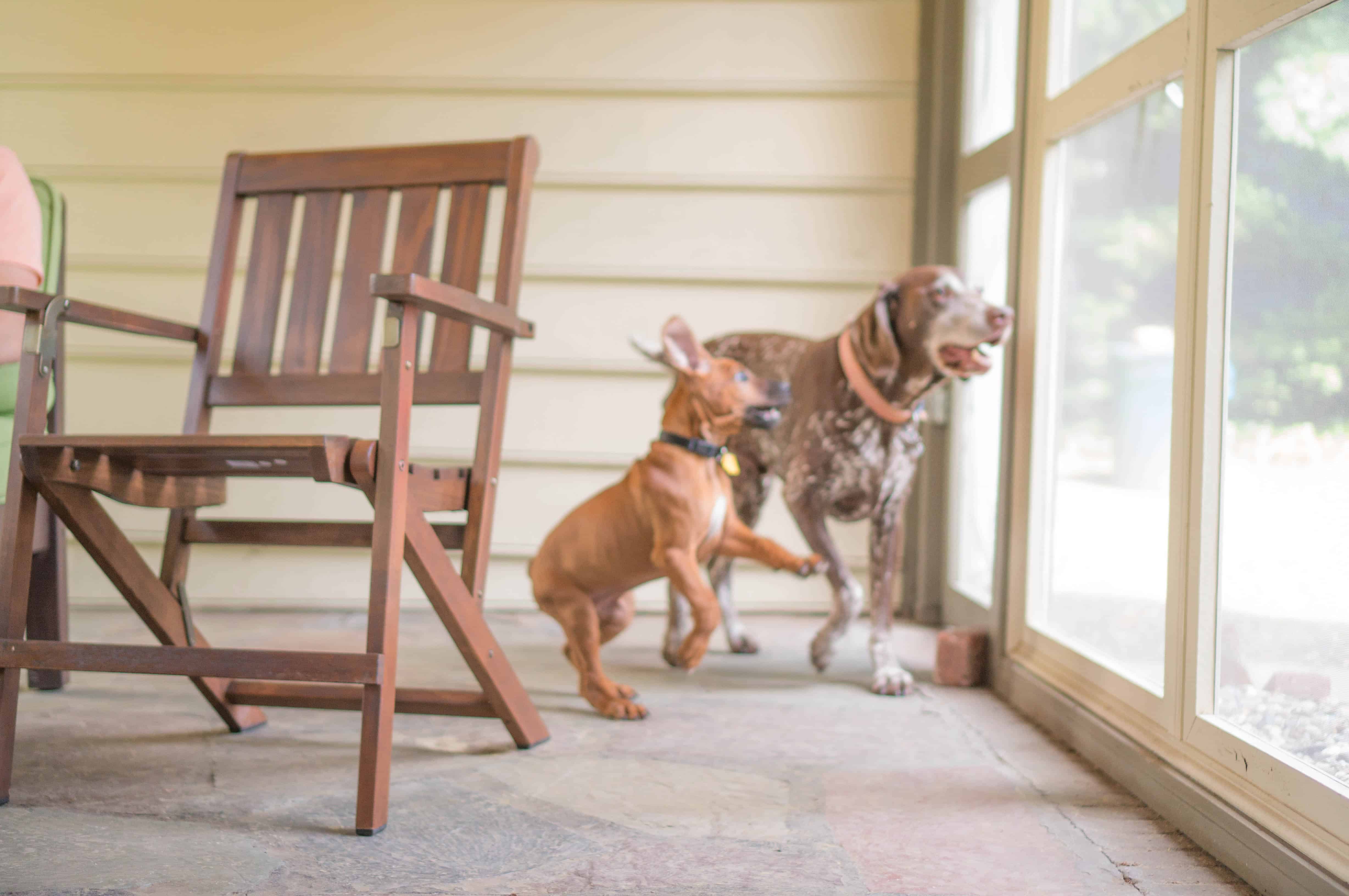 Rhodesian Ridgeback, puppy, chicago, marking our territory, pet-friendly