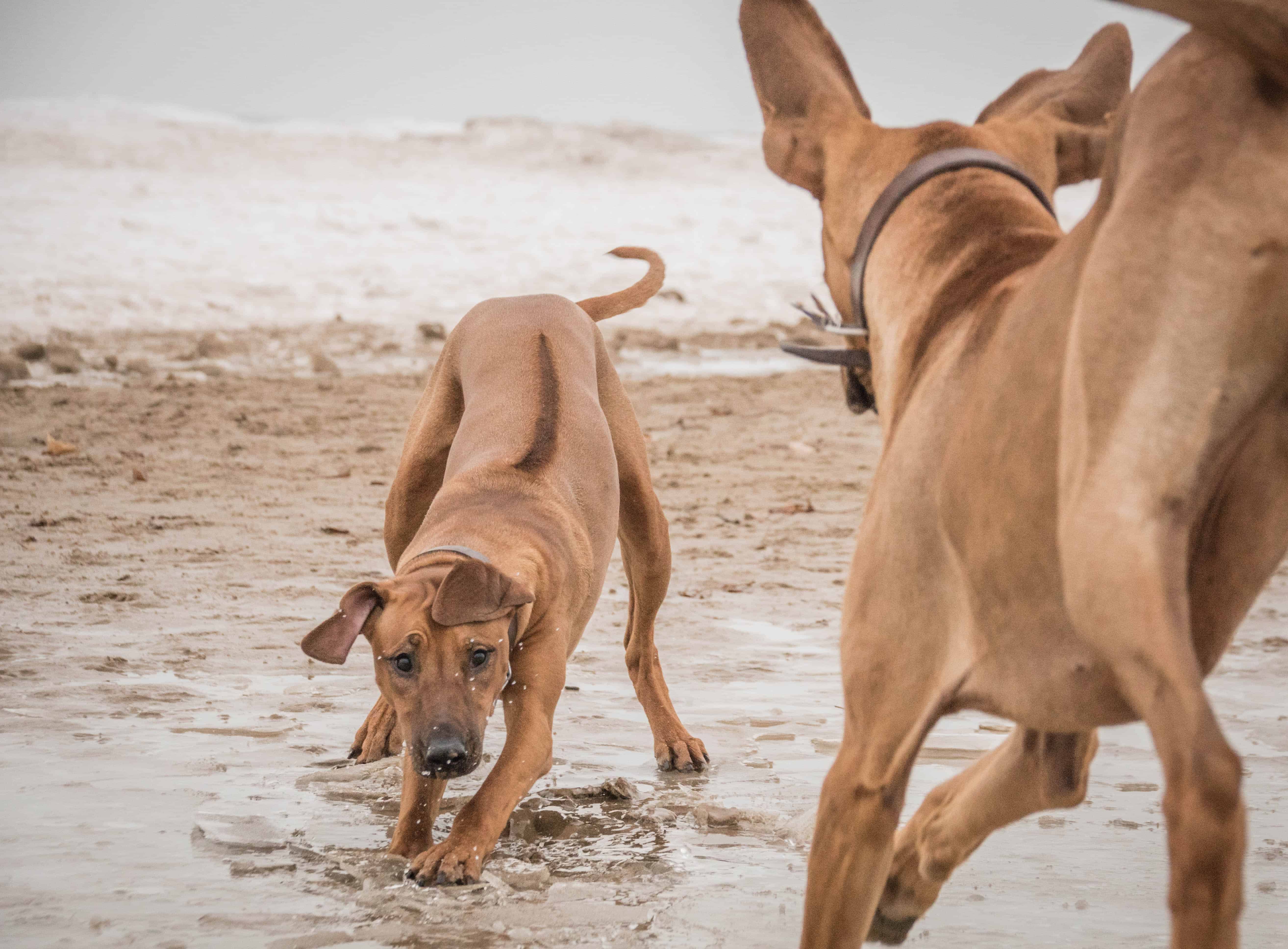 Montrose Dog Beach, Chicago, Rhodesian Ridgeback, puppy, marking our territory, dogs, pet-friendly