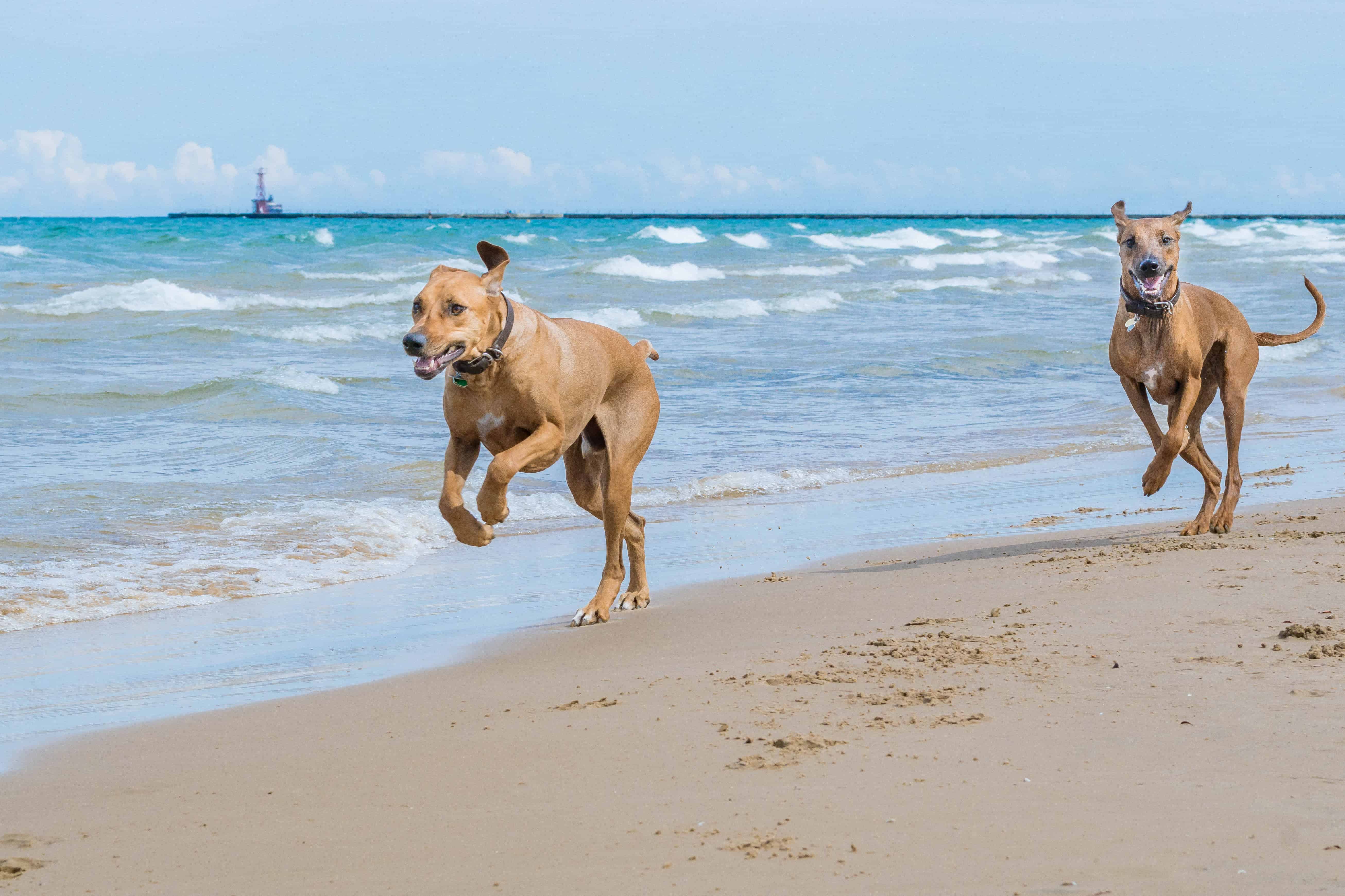 Rhodesian Ridgeback, blog, chicago, montrose dog beach