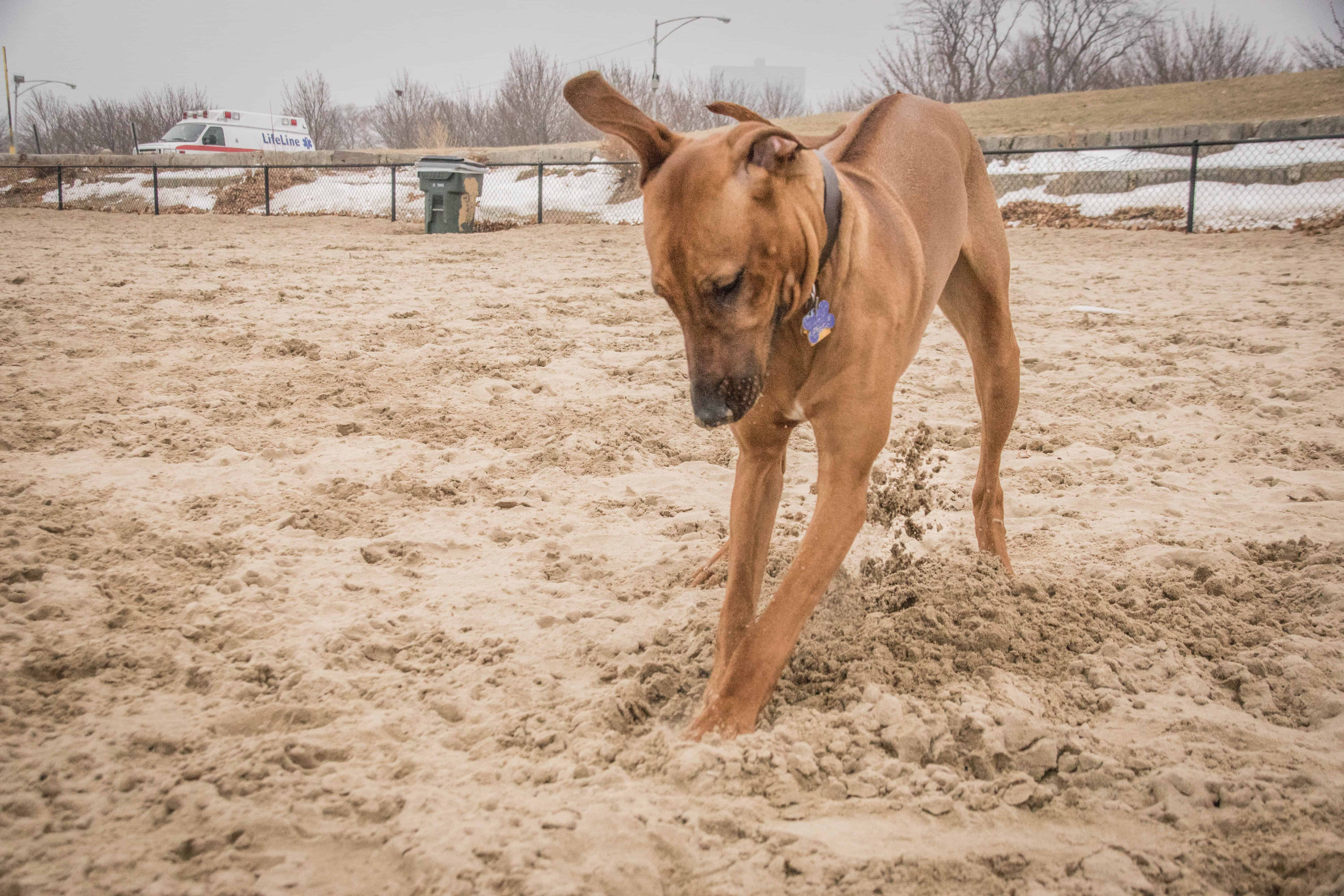 Montrose Dog Beach, Chicago, Rhodesian Ridgeback, puppy, marking our territory, dogs, pet-friendly