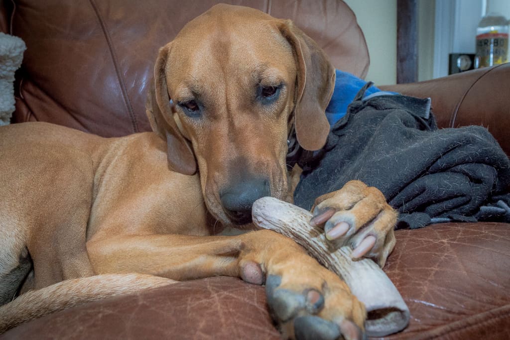 antlers. dogs, rhodesian ridgeback, blog