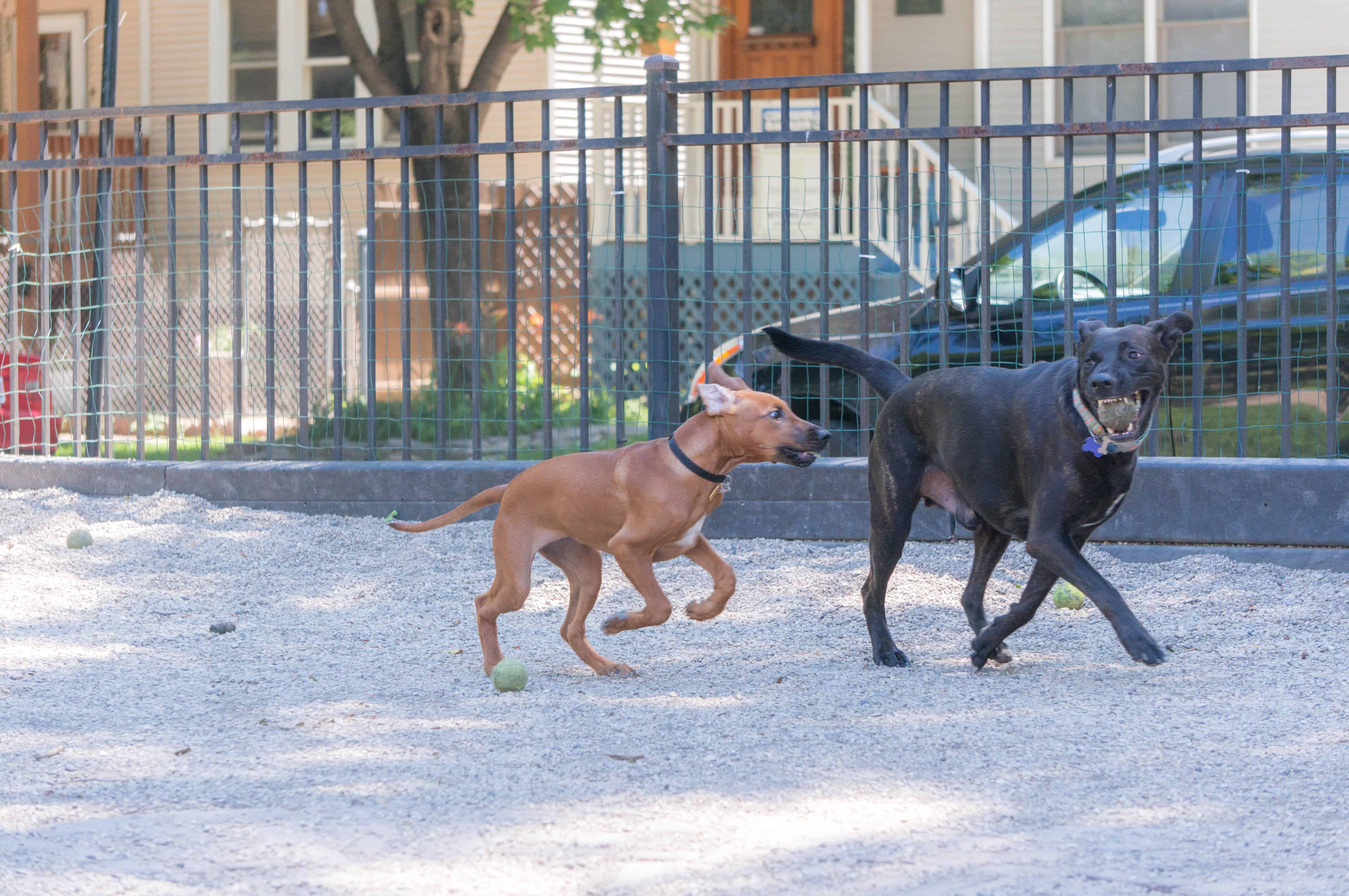 Rhodesian Ridgeback, puppy, chicago, marking our territory, pet-friendly