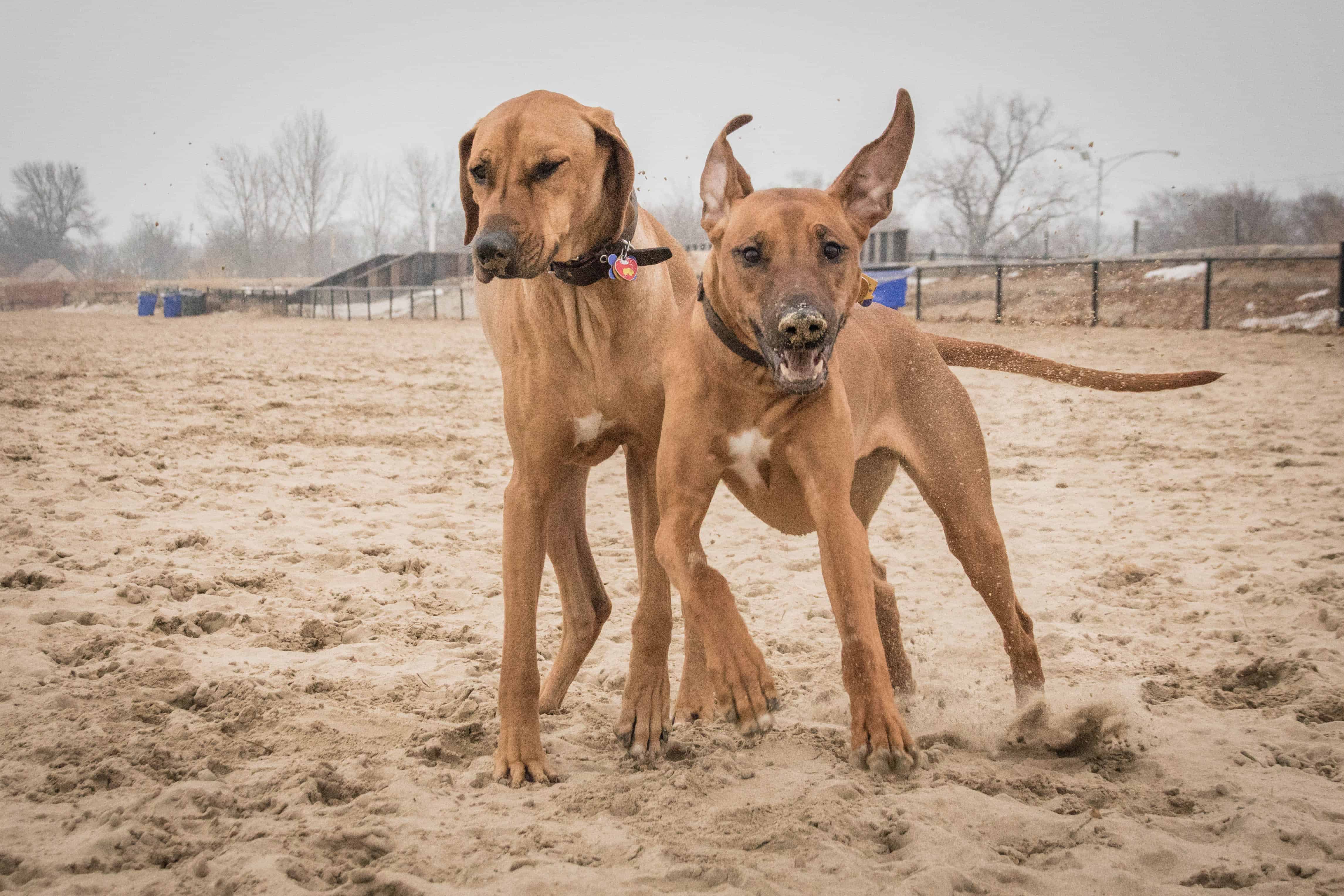 Montrose Dog Beach, Chicago, Rhodesian Ridgeback, puppy, marking our territory, dogs, pet-friendly