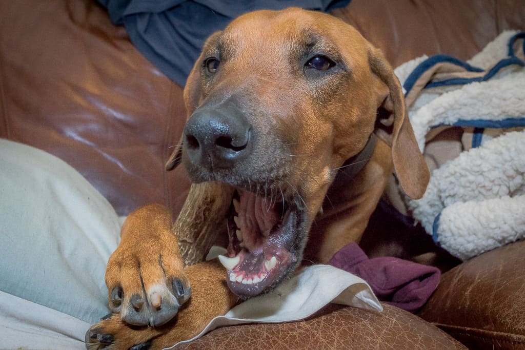 antlers. dogs, rhodesian ridgeback, blog