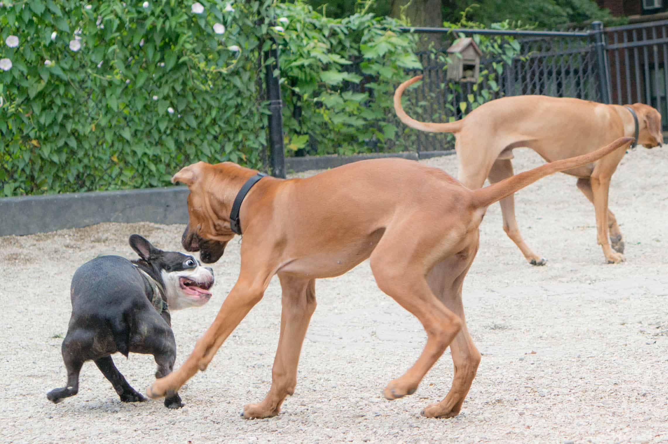 Rhodesian Ridgeback, puppy, chicago, marking our territory, pet-friendly