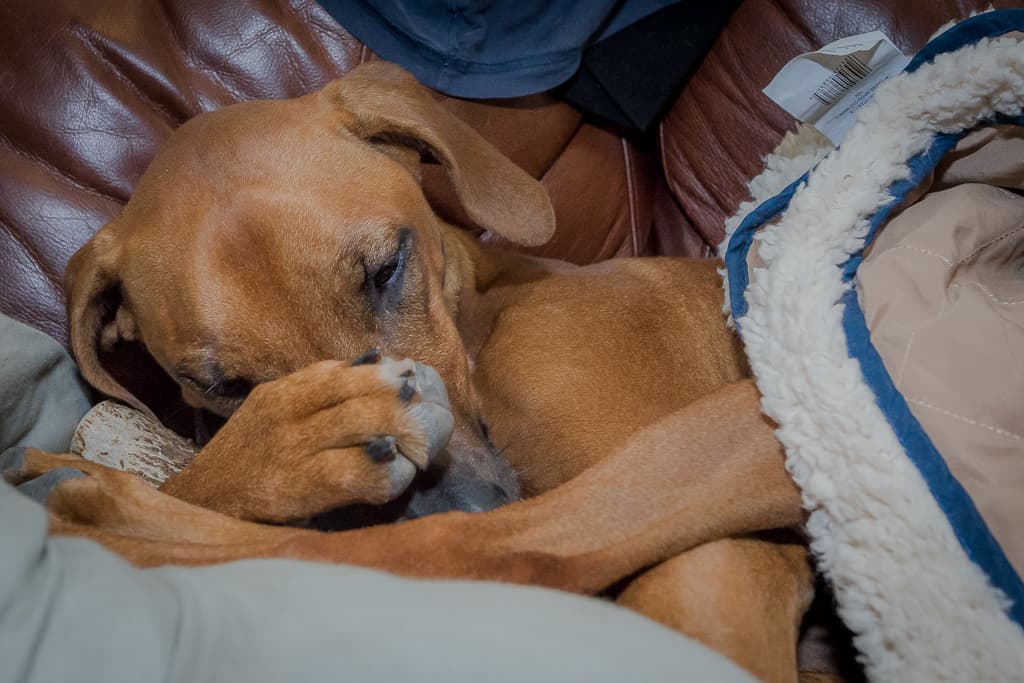 antlers. dogs, rhodesian ridgeback, blog