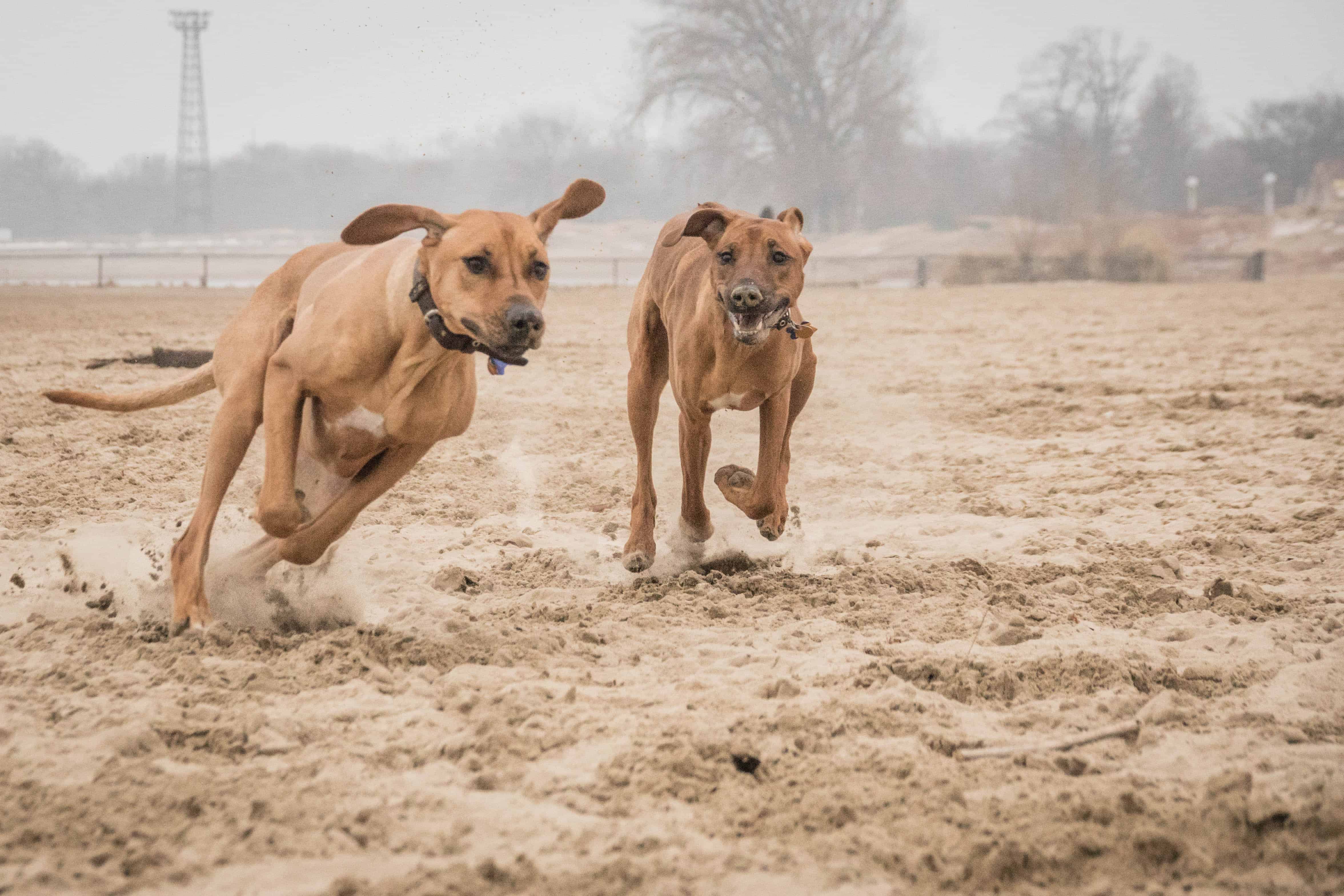 Montrose Dog Beach, Chicago, Rhodesian Ridgeback, puppy, marking our territory, dogs, pet-friendly