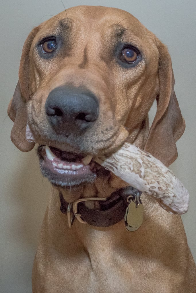 antlers. dogs, rhodesian ridgeback, blog