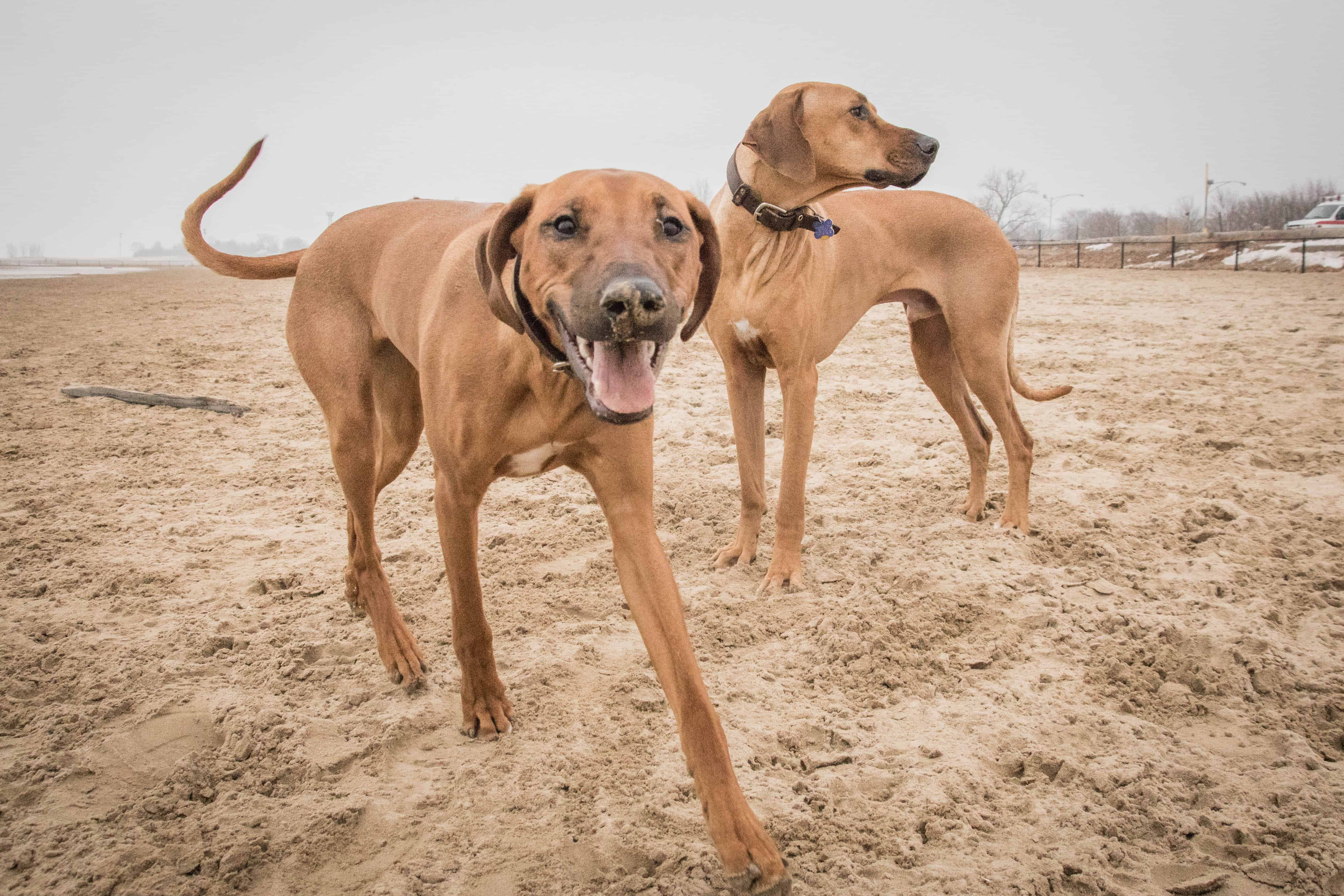 Montrose Dog Beach, Chicago, Rhodesian Ridgeback, puppy, marking our territory, dogs, pet-friendly