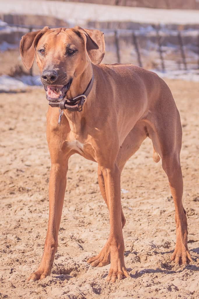 Rhodesian Ridgeback, chicago, blog, montrose dog beach, adventure