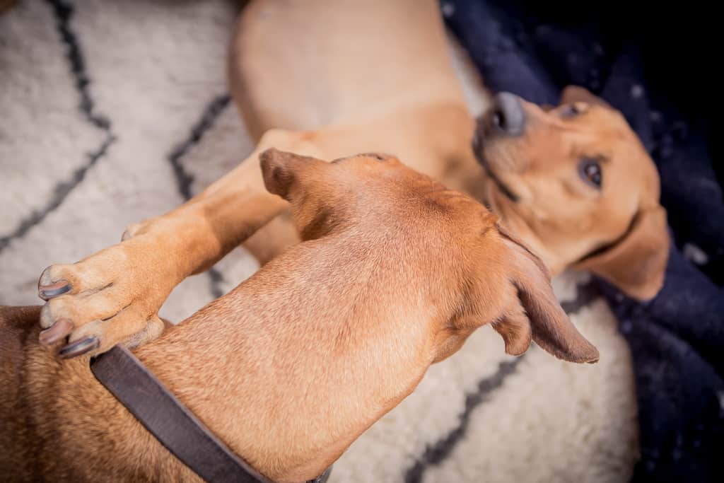 Rhodesian Ridgeback, blog, chicago, adventure, puppy 