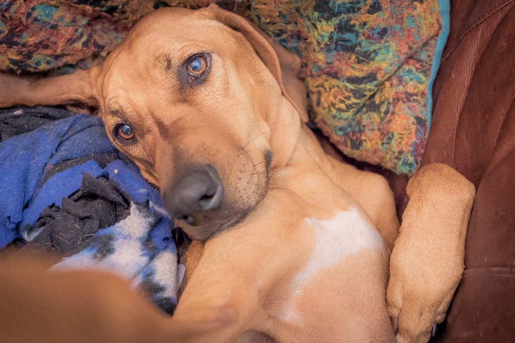 Rhodesian Ridgeback, blog, cute, chicago, puppy, adventure