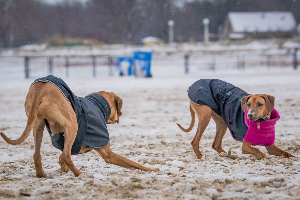 Rhodesian Ridgeback, blog, montrose dog beach, chicago, adventure