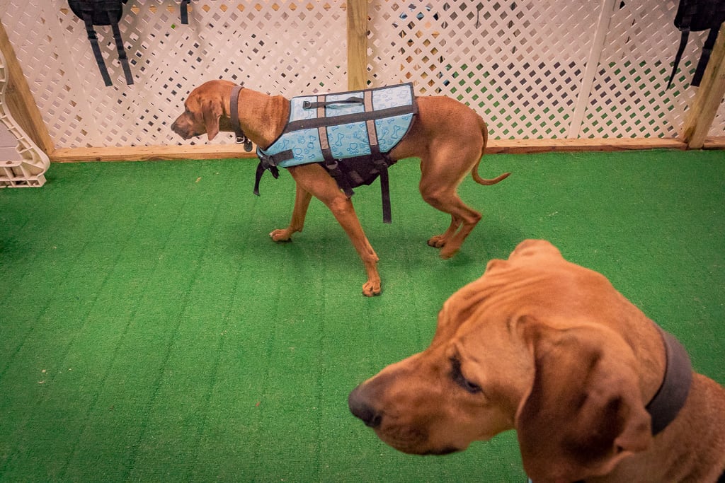 Rhodesian Ridgeback, blog, chicago, adventure