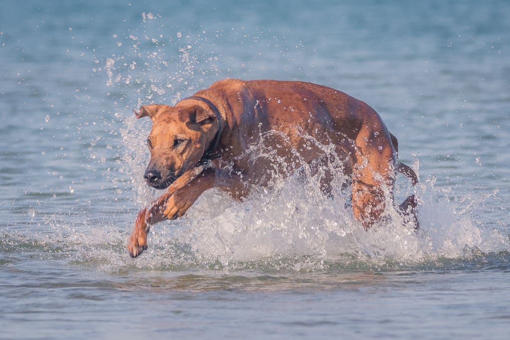 Rhodesian Ridgeback, blog, montrose dog beach, chicago, puppy, adventure