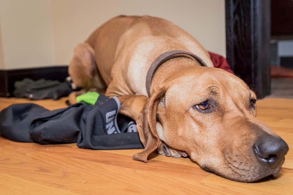 Rhodesian Ridgeback, blog, chicago, cute, puppy