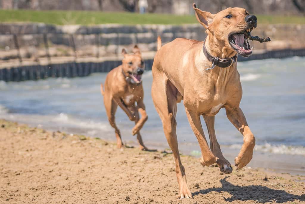 Rhodesian Ridgeback, Montrose Dog Beach, Chicago