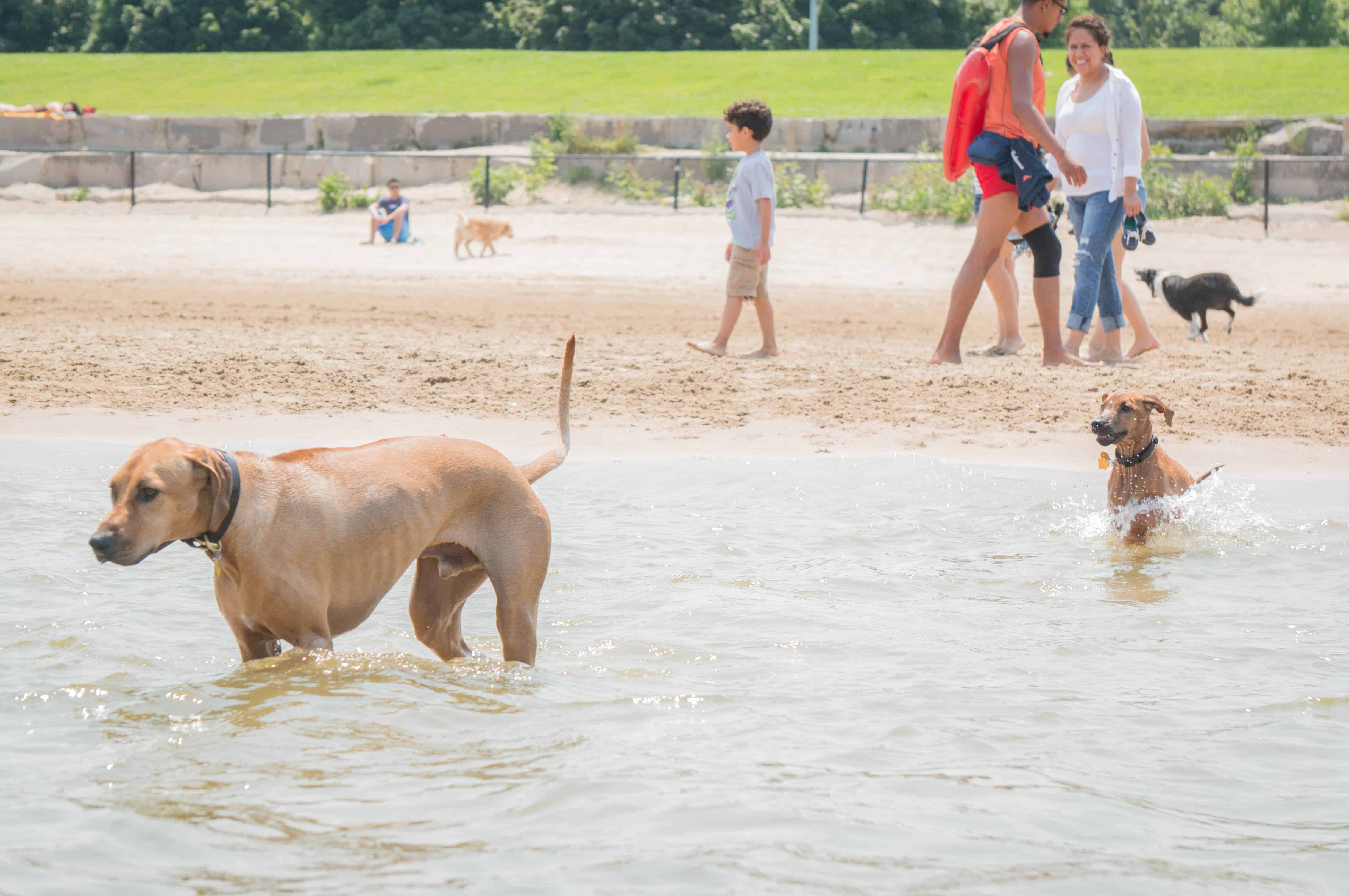 Rhodesian Ridgeback, puppy, dog beach, dog friendly beach, chicago, montrose beach. adventure, marking our territory