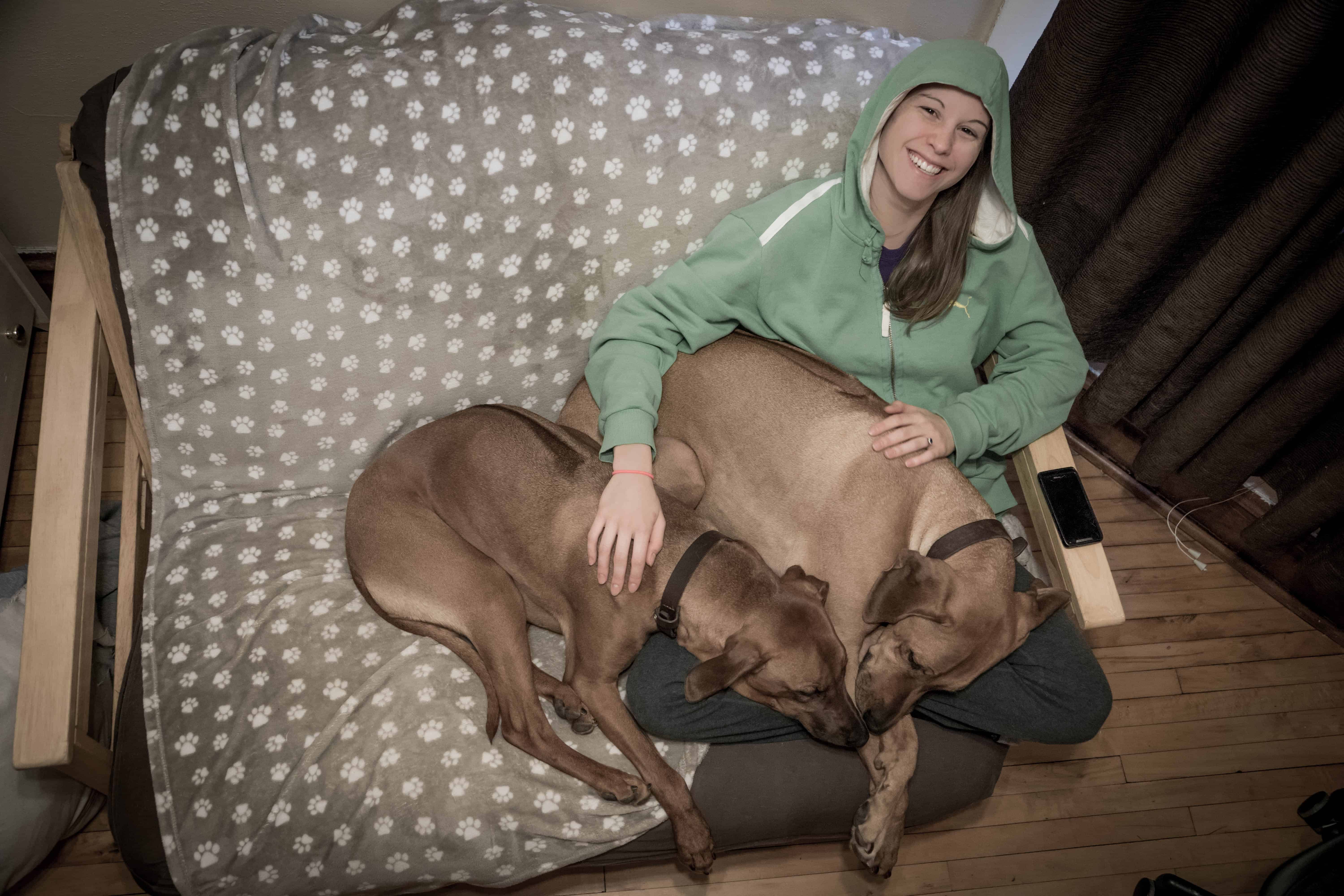 Rhodesian Ridgeback, puppy, cute, dog, chicago