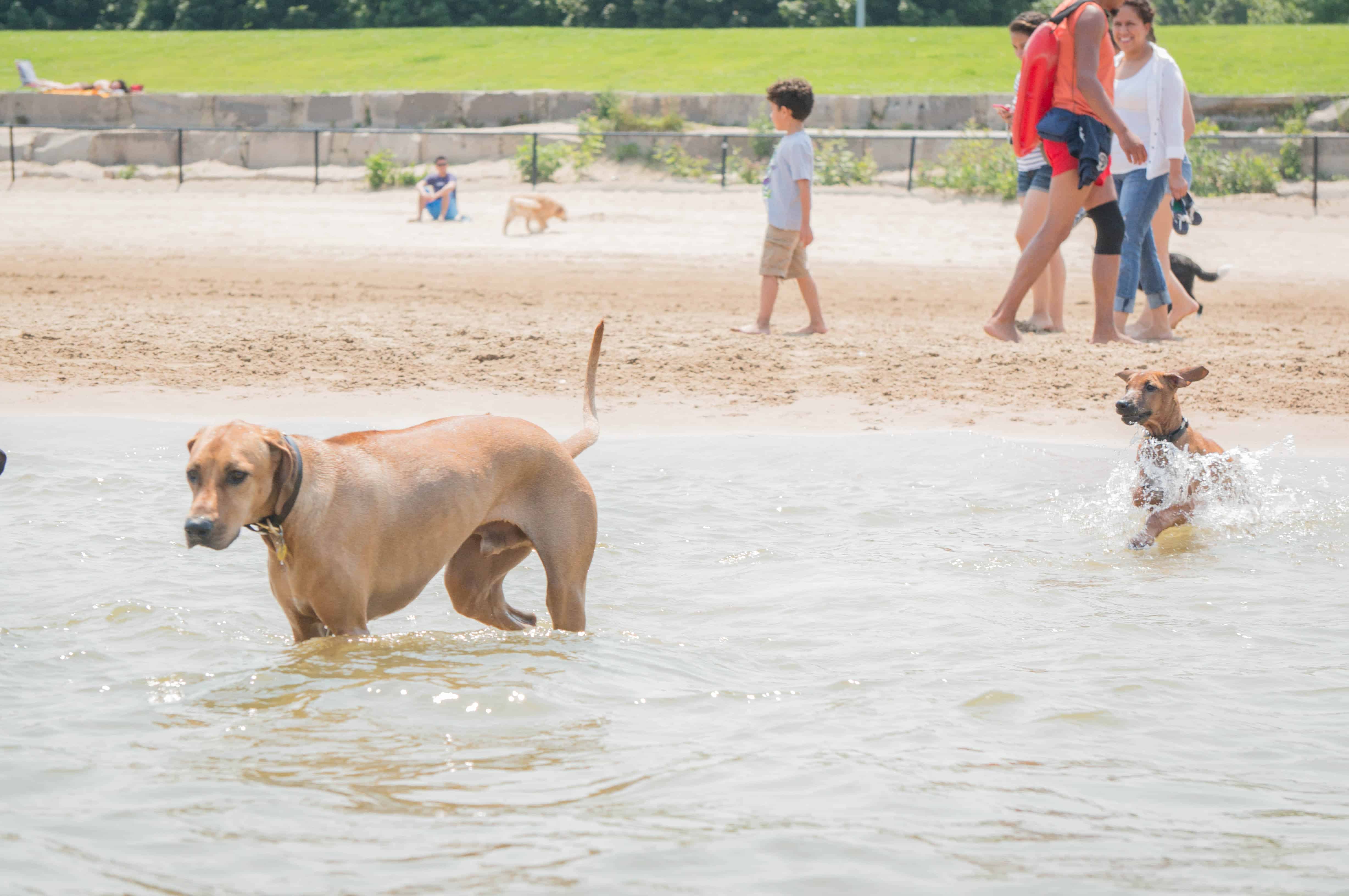 Rhodesian Ridgeback, puppy, dog beach, dog friendly beach, chicago, montrose beach. adventure, marking our territory