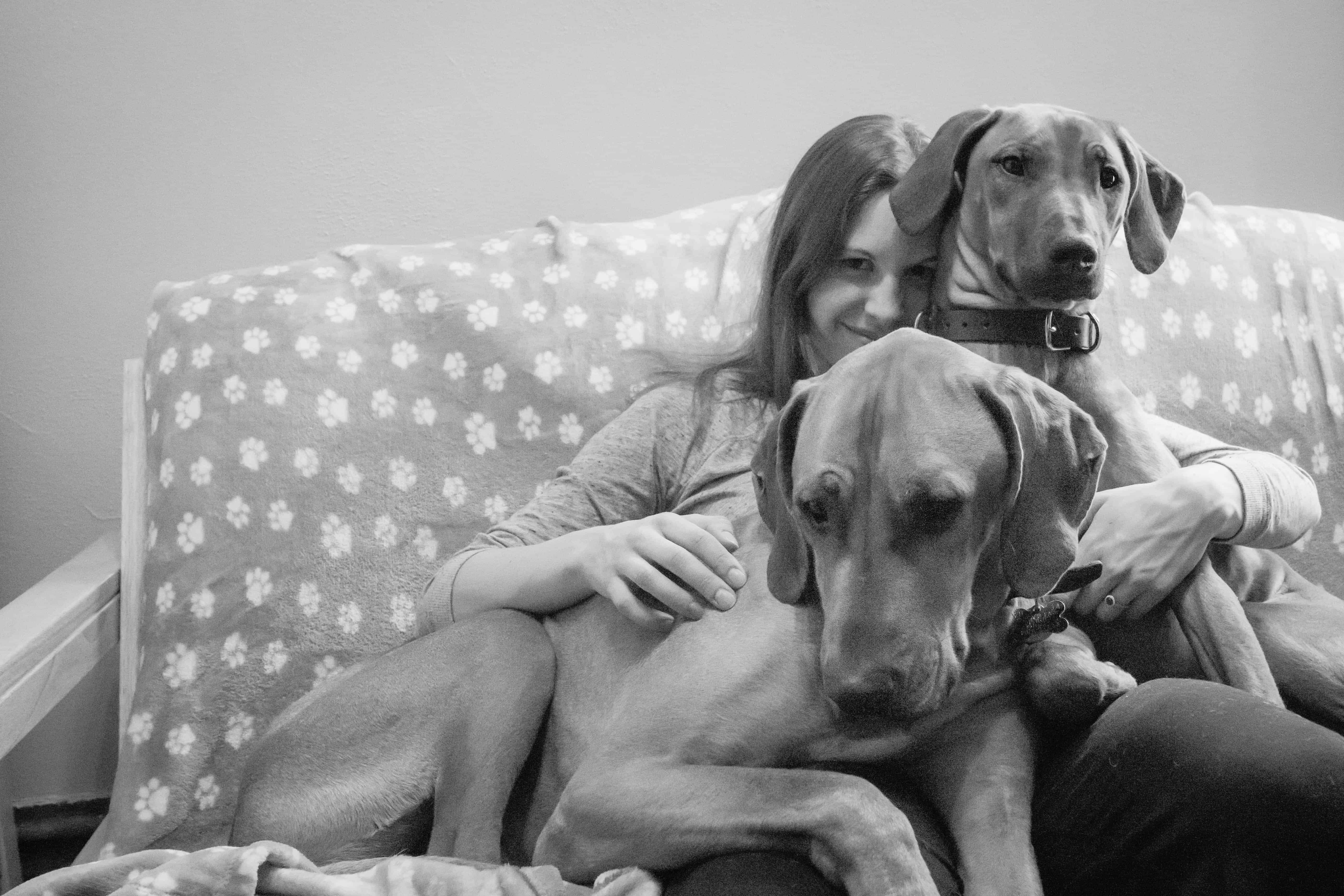 Rhodesian Ridgeback, puppy, cute, dog, chicago