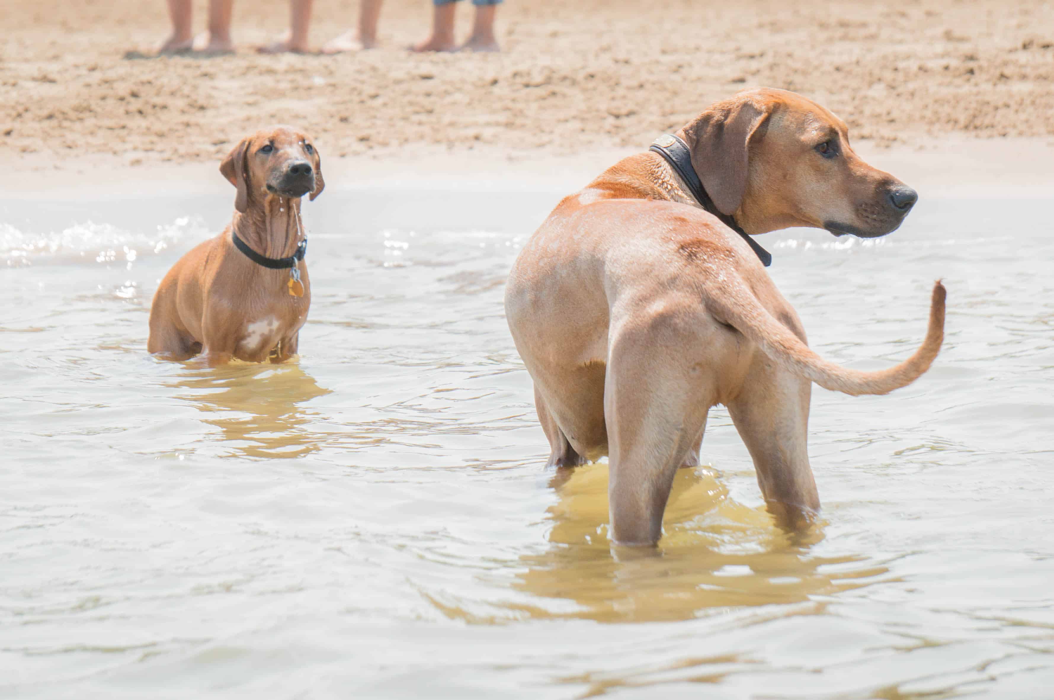 Rhodesian Ridgeback, puppy, dog beach, dog friendly beach, chicago, montrose beach. adventure, marking our territory