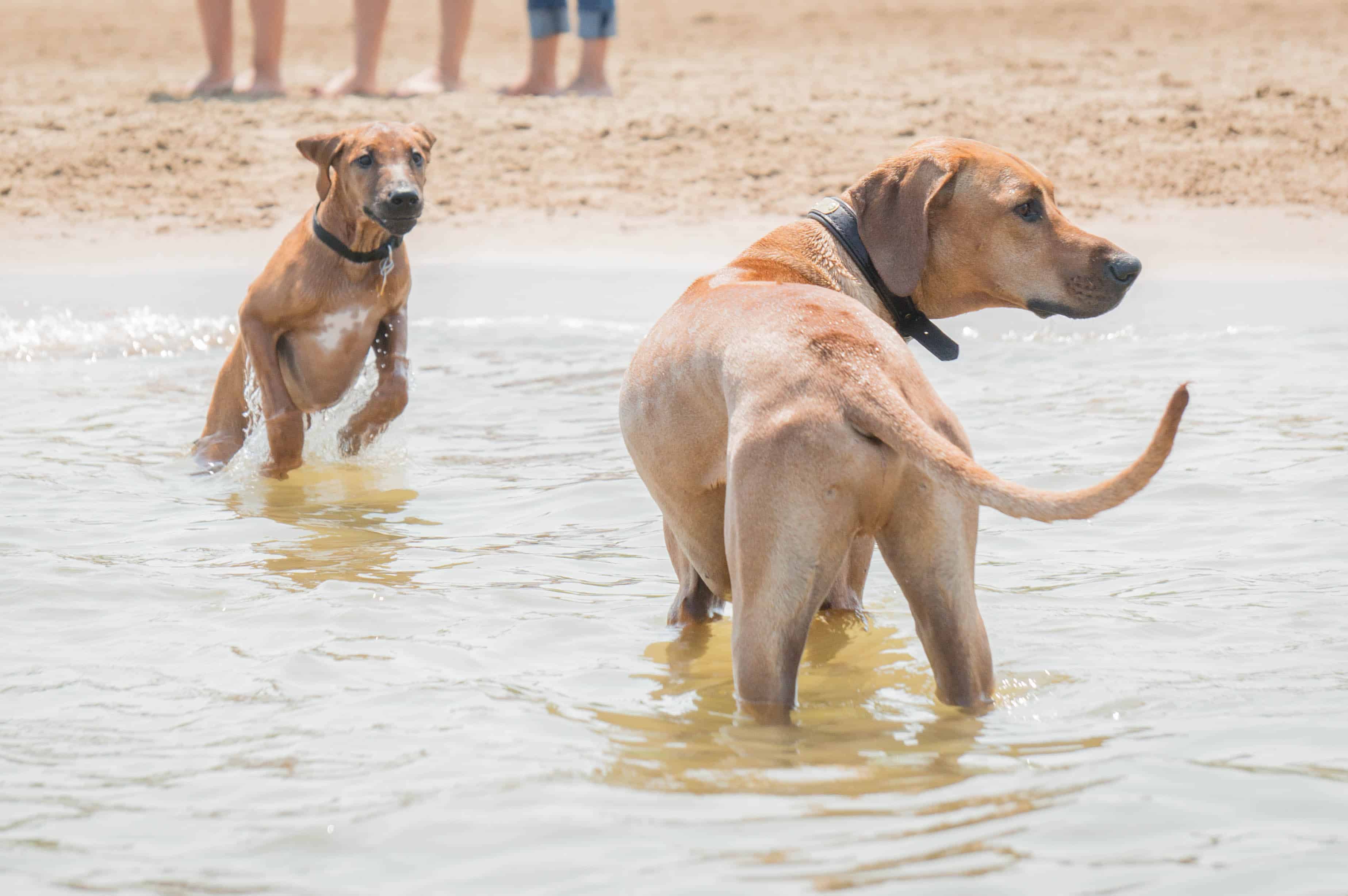 Rhodesian Ridgeback, puppy, dog beach, dog friendly beach, chicago, montrose beach. adventure, marking our territory