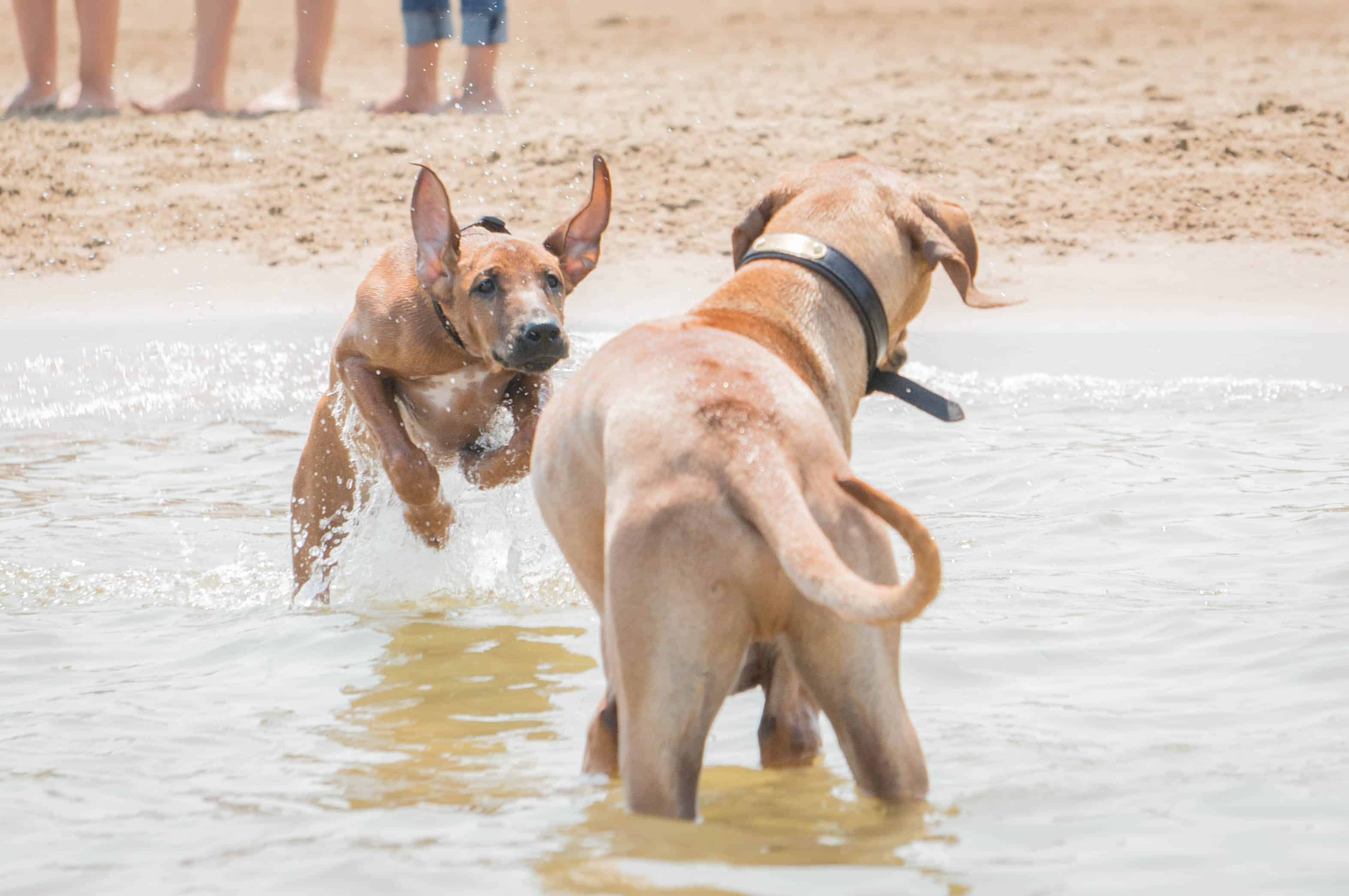 Rhodesian Ridgeback, puppy, dog beach, dog friendly beach, chicago, montrose beach. adventure, marking our territory