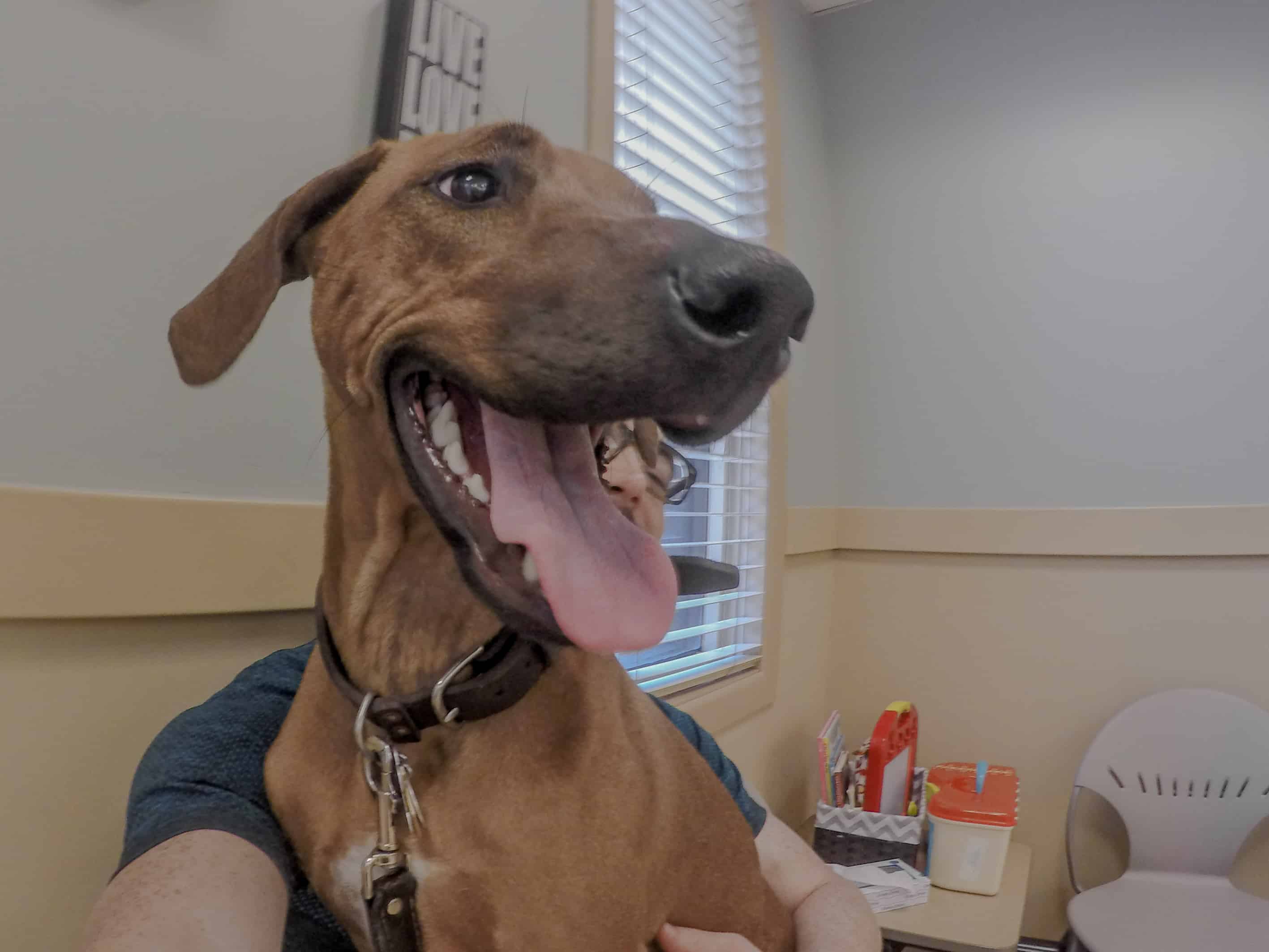 Rhodesian RIdgeback, puppy, cute, chicago