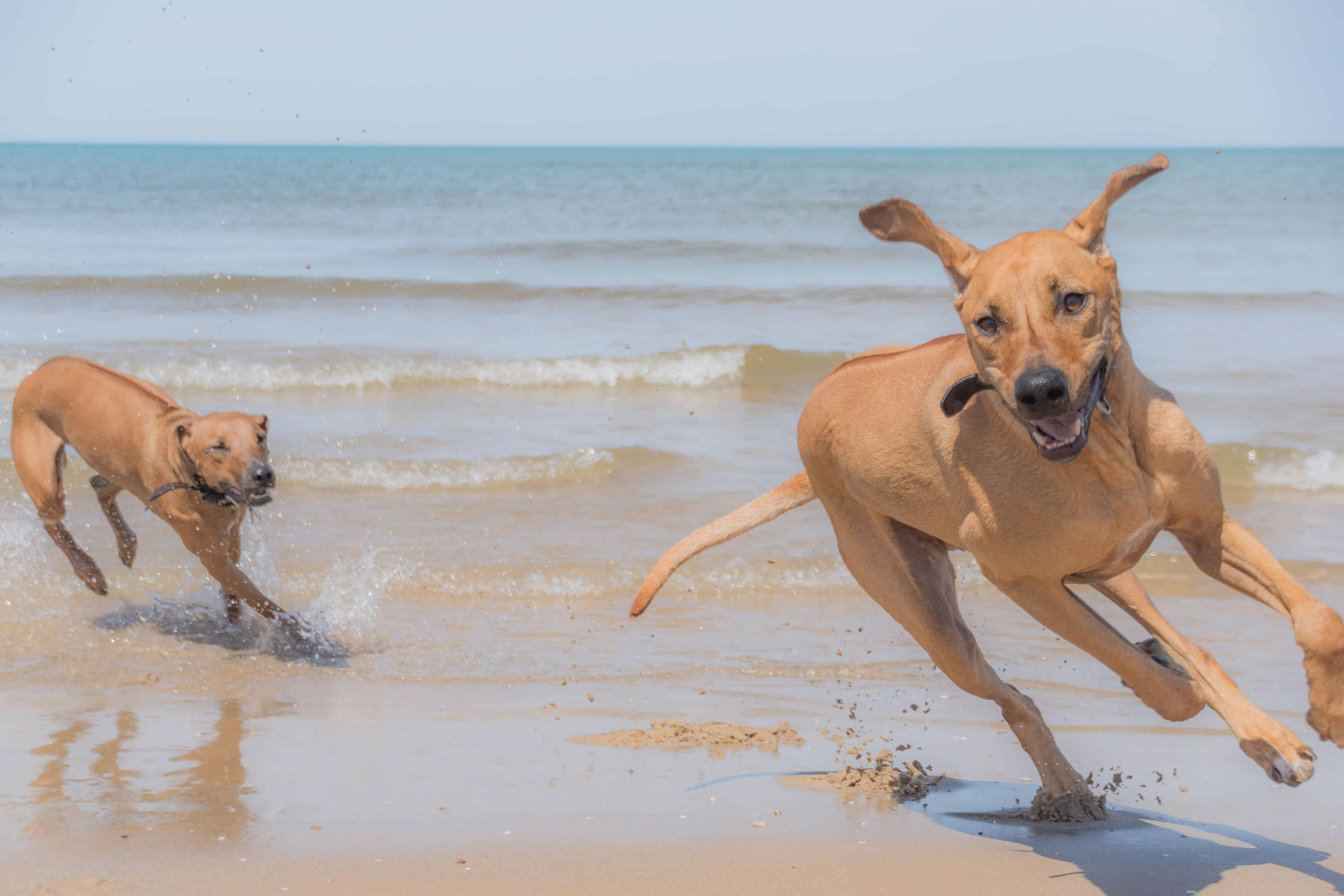 Rhodesian Ridgeback, chicago, montrose dog beach, adventure, cute