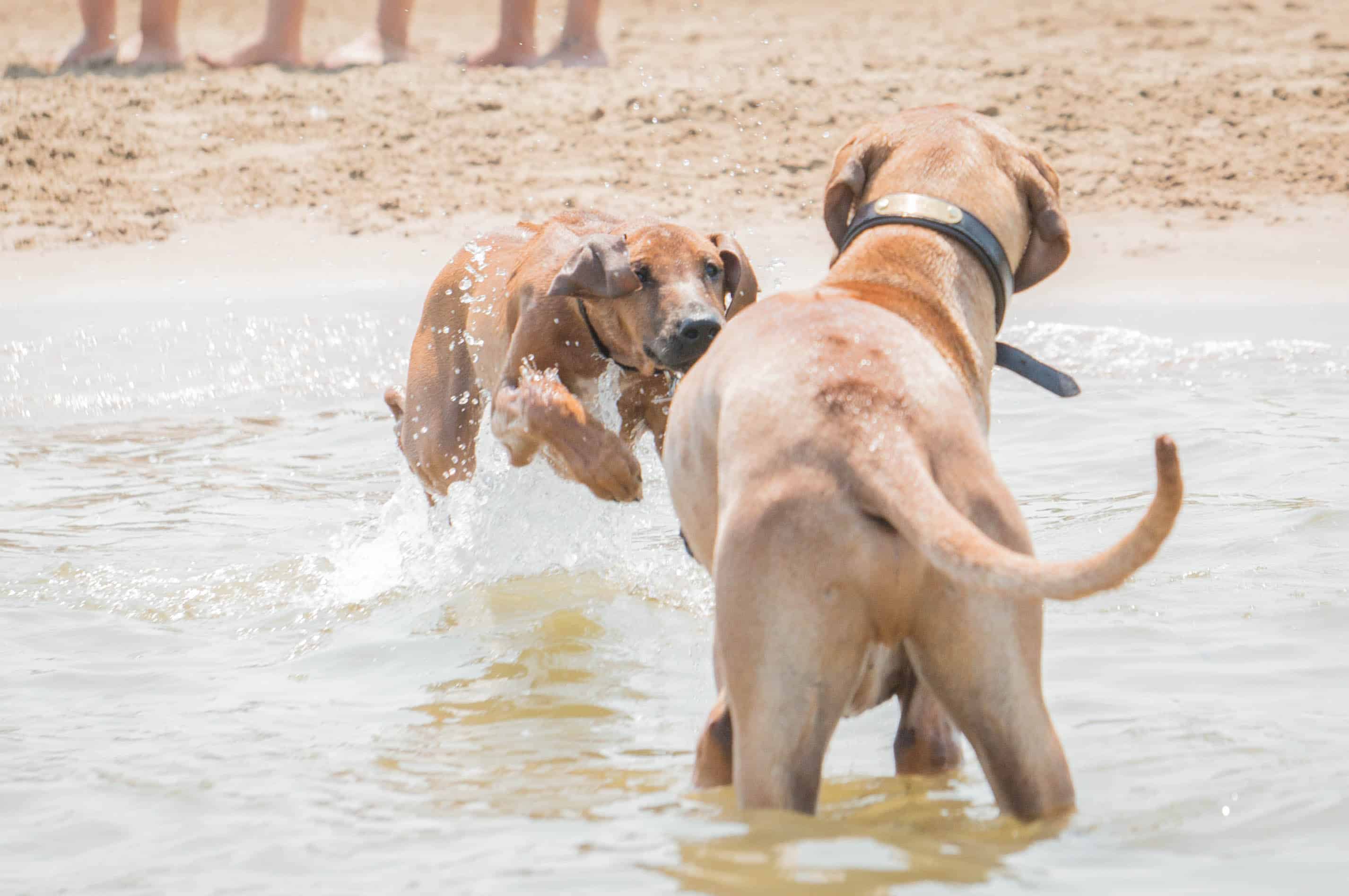 Rhodesian Ridgeback, puppy, dog beach, dog friendly beach, chicago, montrose beach. adventure, marking our territory