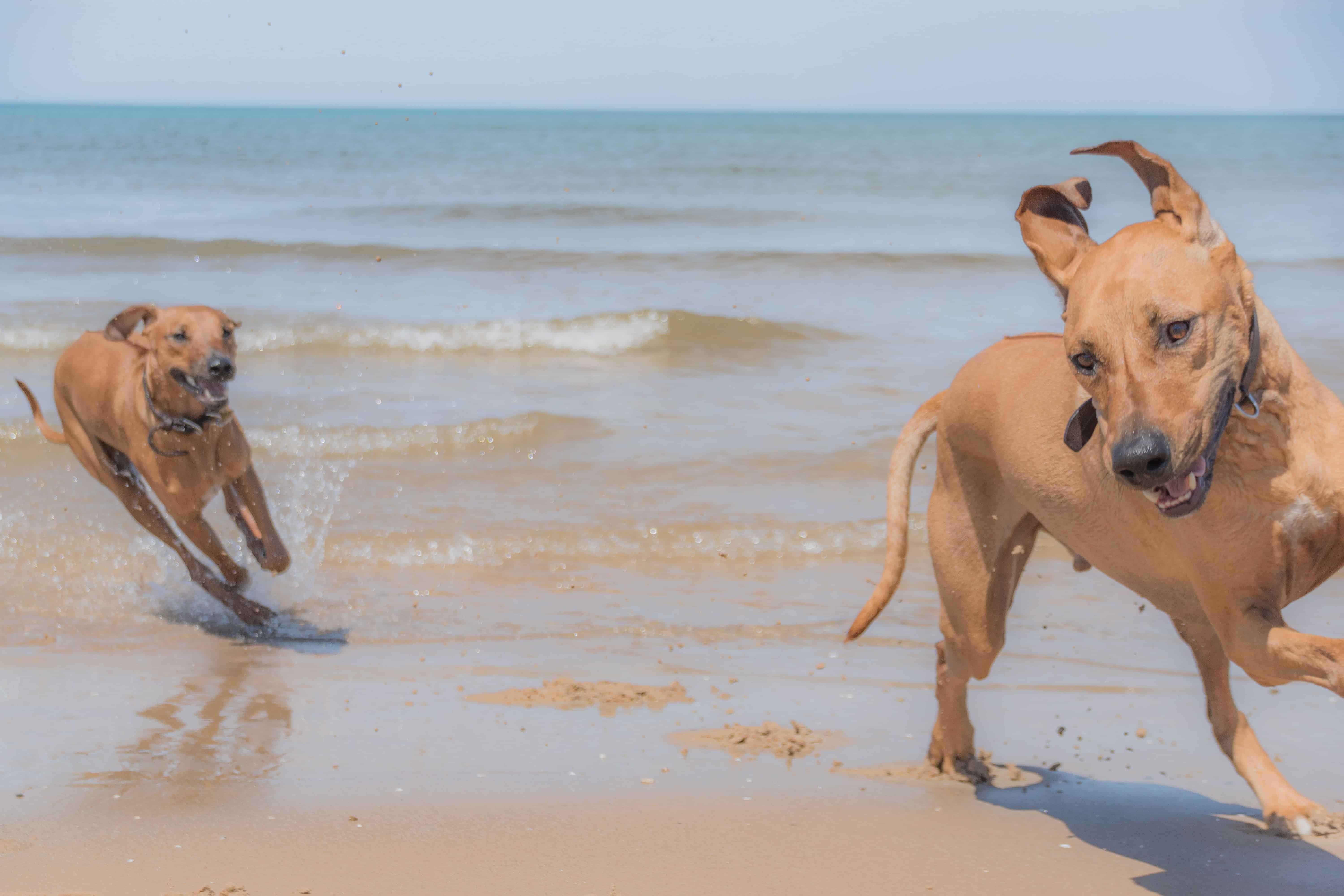 Rhodesian Ridgeback, chicago, montrose dog beach, adventure, cute