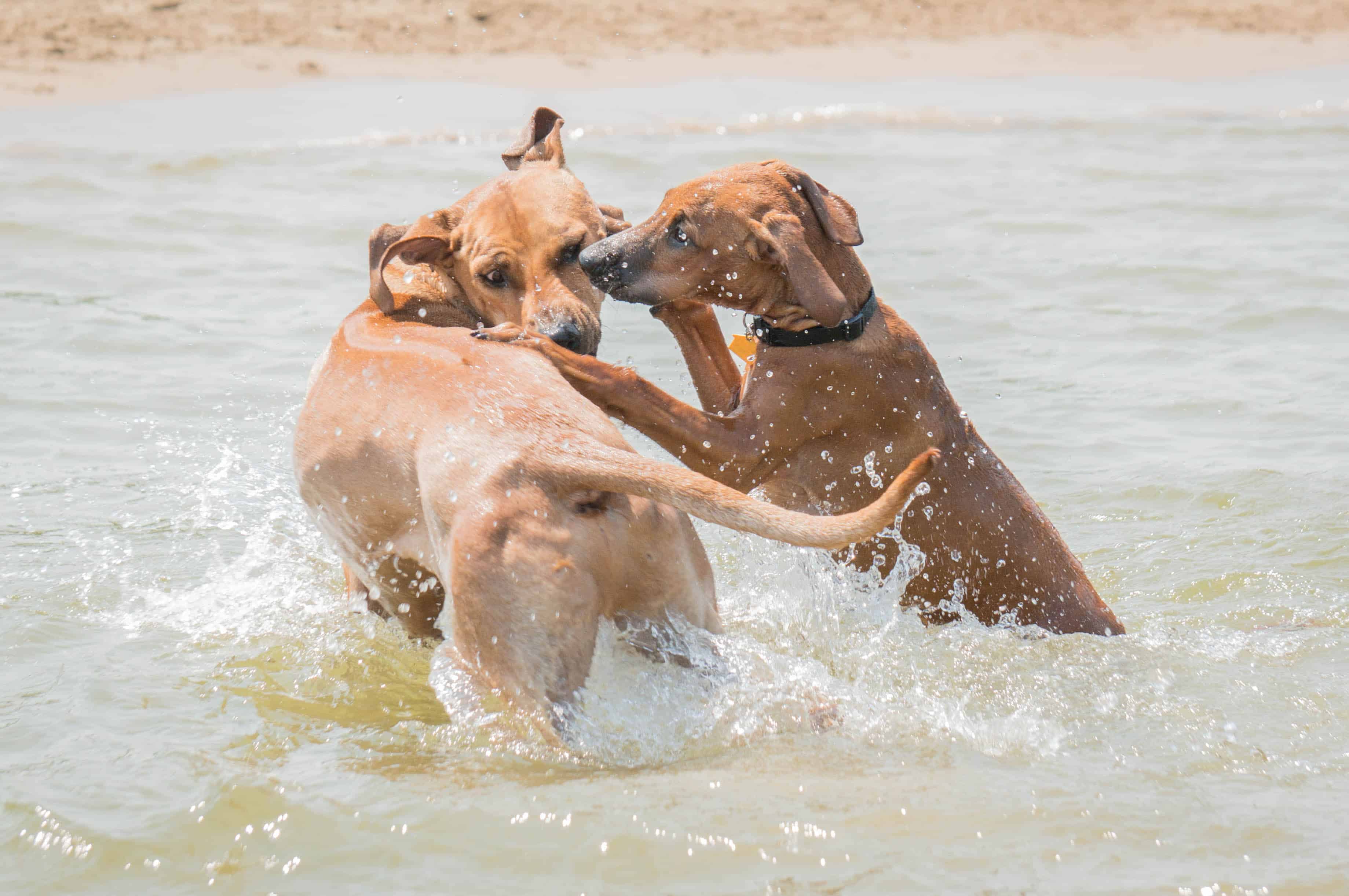 Rhodesian Ridgeback, puppy, dog beach, dog friendly beach, chicago, montrose beach. adventure, marking our territory