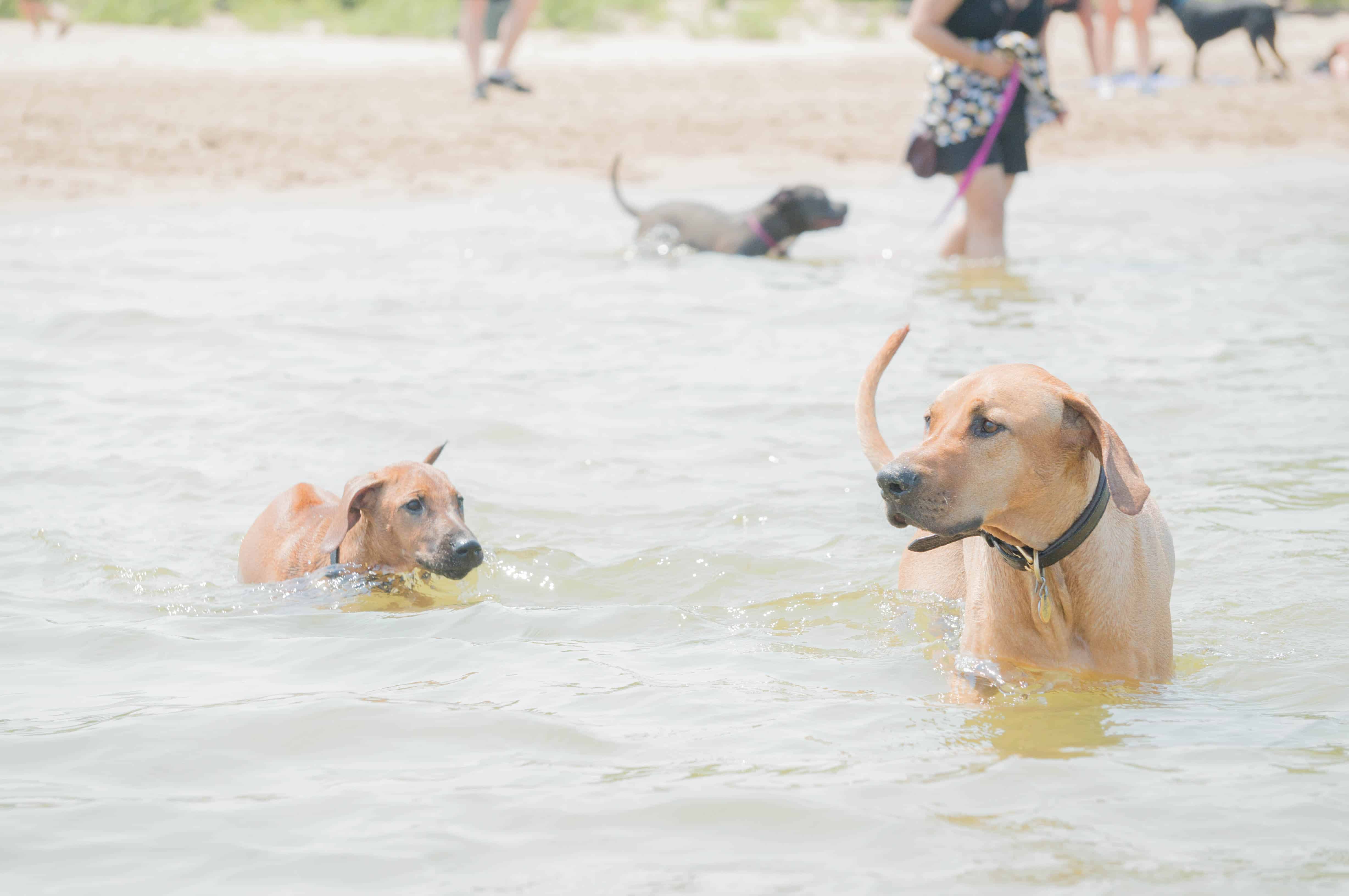 Rhodesian Ridgeback, puppy, dog beach, dog friendly beach, chicago, montrose beach. adventure, marking our territory