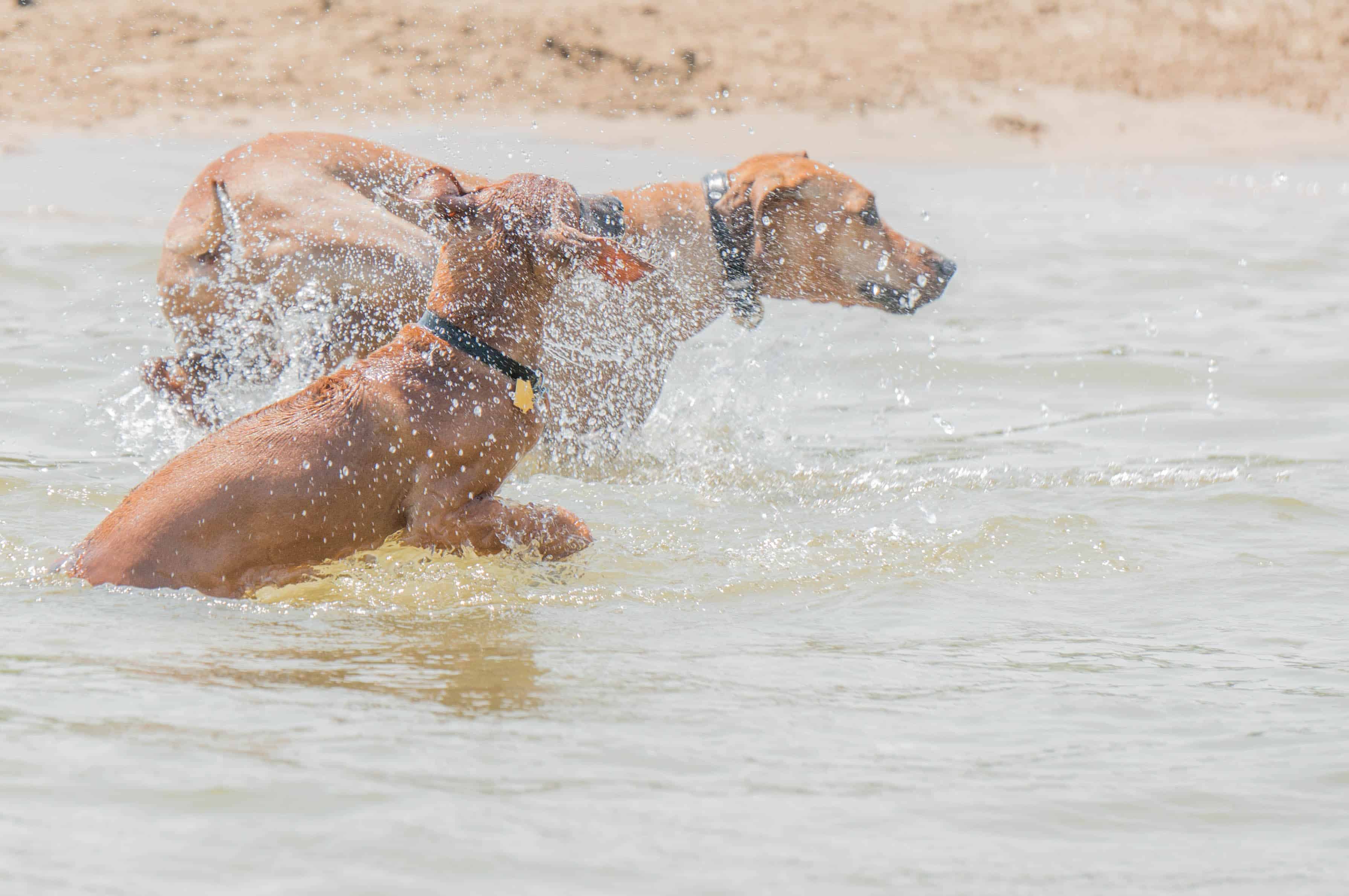 Rhodesian Ridgeback, puppy, dog beach, dog friendly beach, chicago, montrose beach. adventure, marking our territory