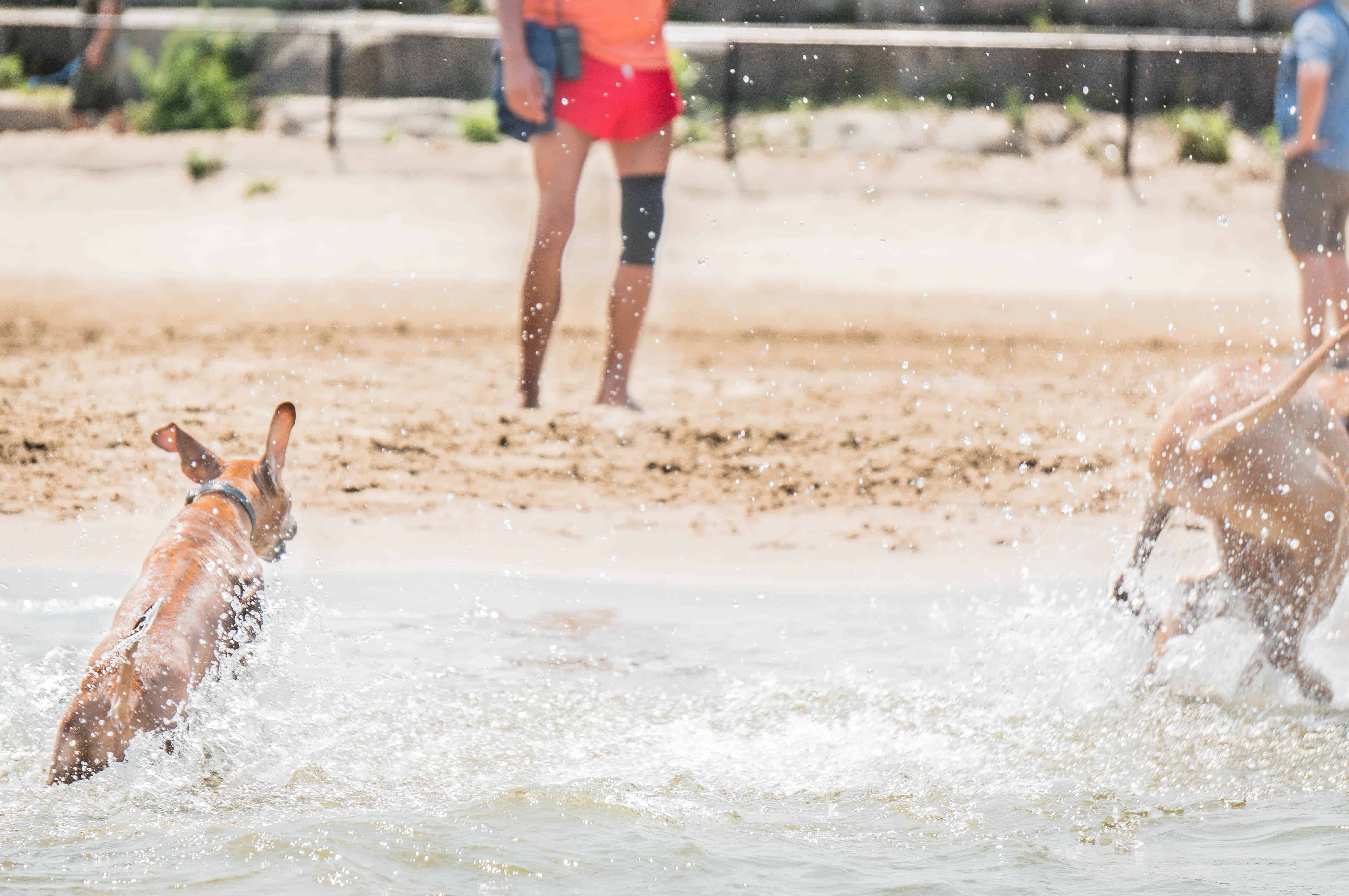 Rhodesian Ridgeback, puppy, dog beach, dog friendly beach, chicago, montrose beach. adventure, marking our territory