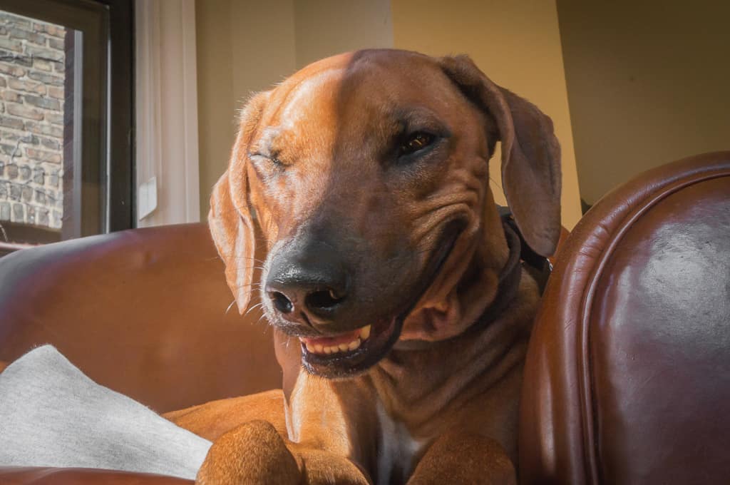 Rhodesian Ridgeback, blog, cute, funny