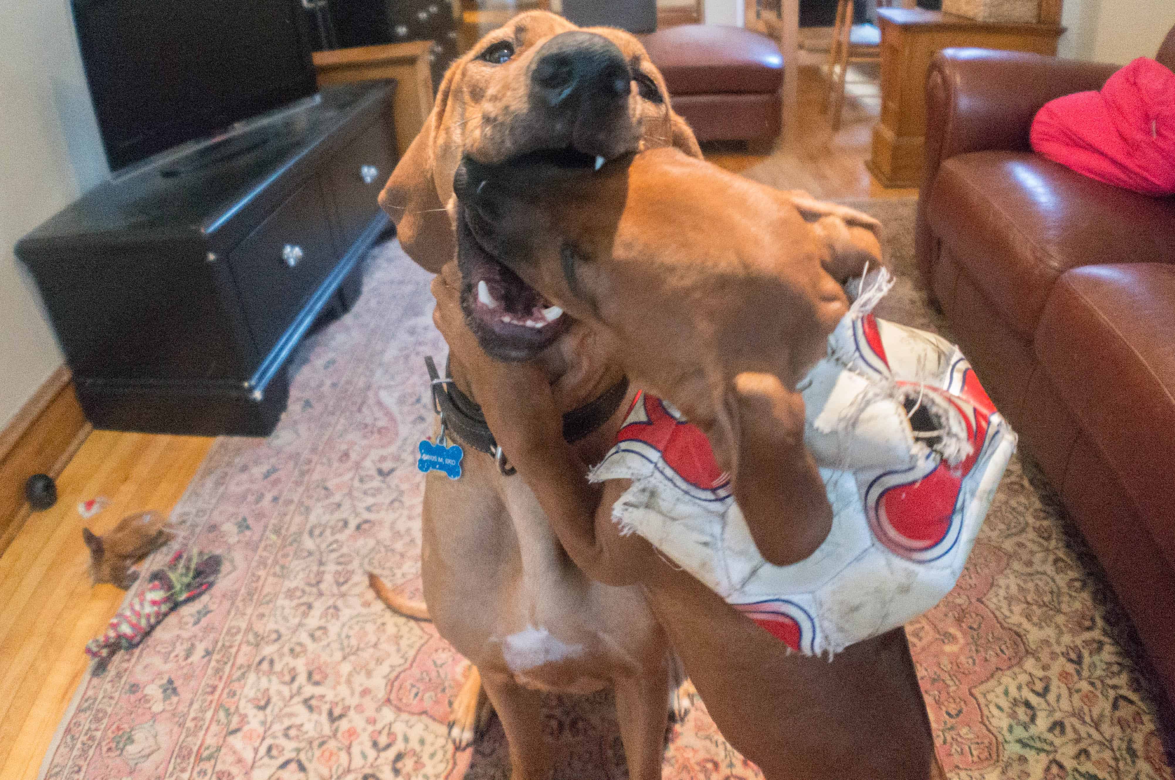 Rhodesian ridgeback, puppy, marking our territory, adventure, chicago