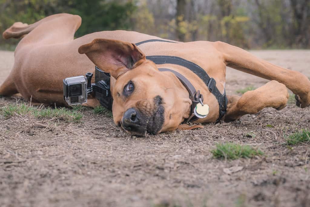 Rhodesian Ridgeback, blog, adventure, chicago, marking our territory, prairie wolf