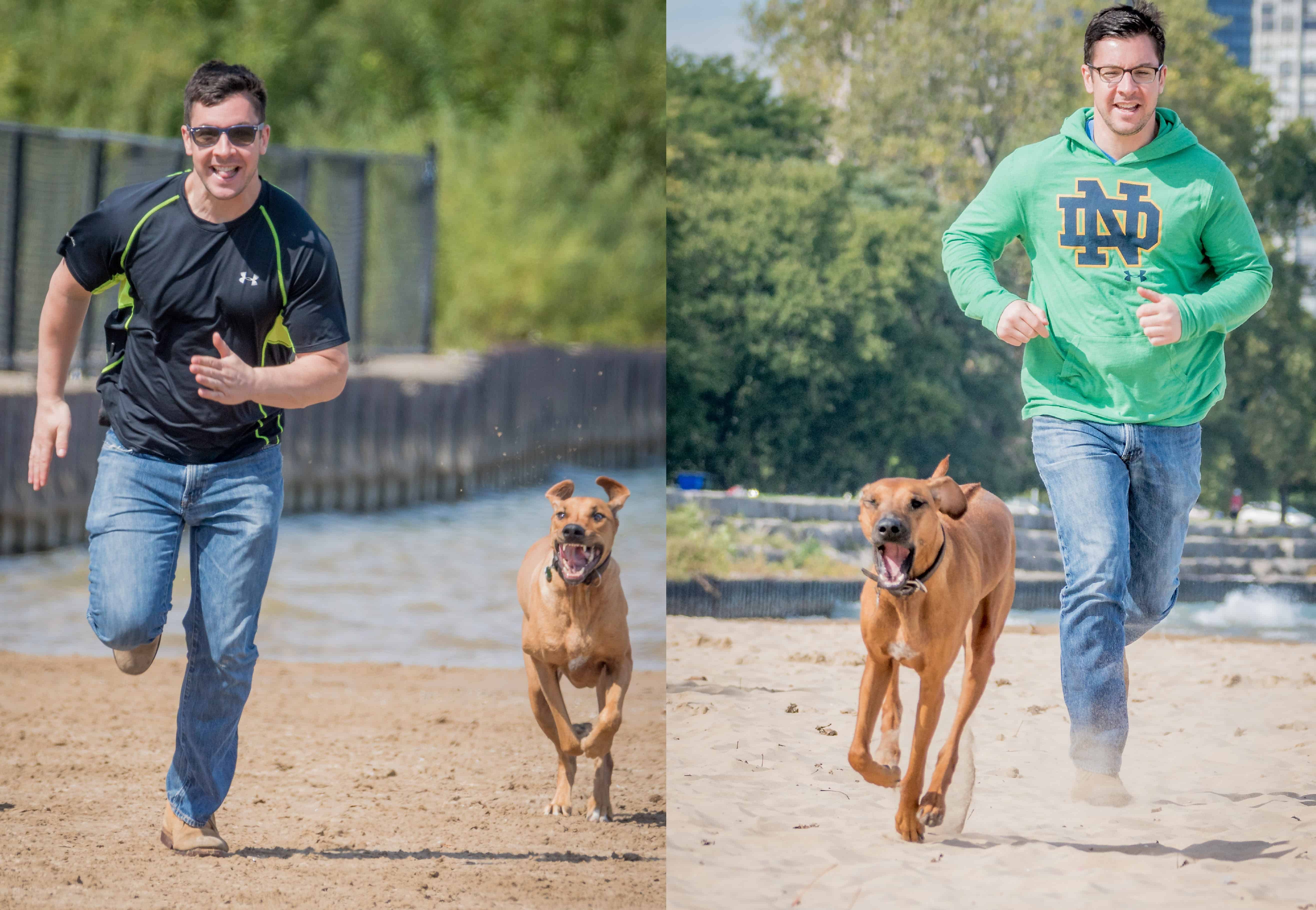 Rhodesian Ridgeback, Chicago, Marking Our Territory