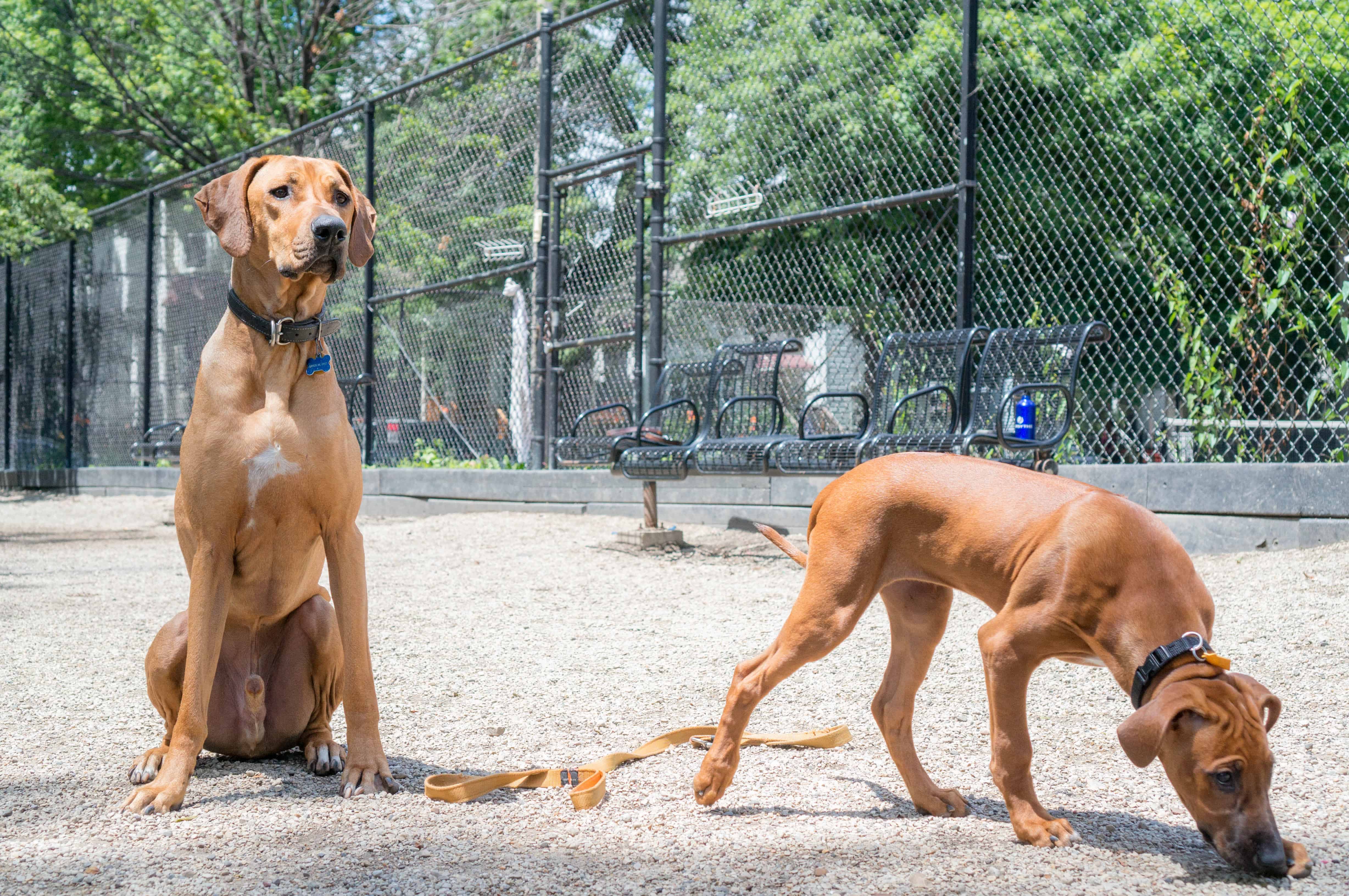 Rhodesian RIdgeback, puppy, adventure, chicago, marking our territory