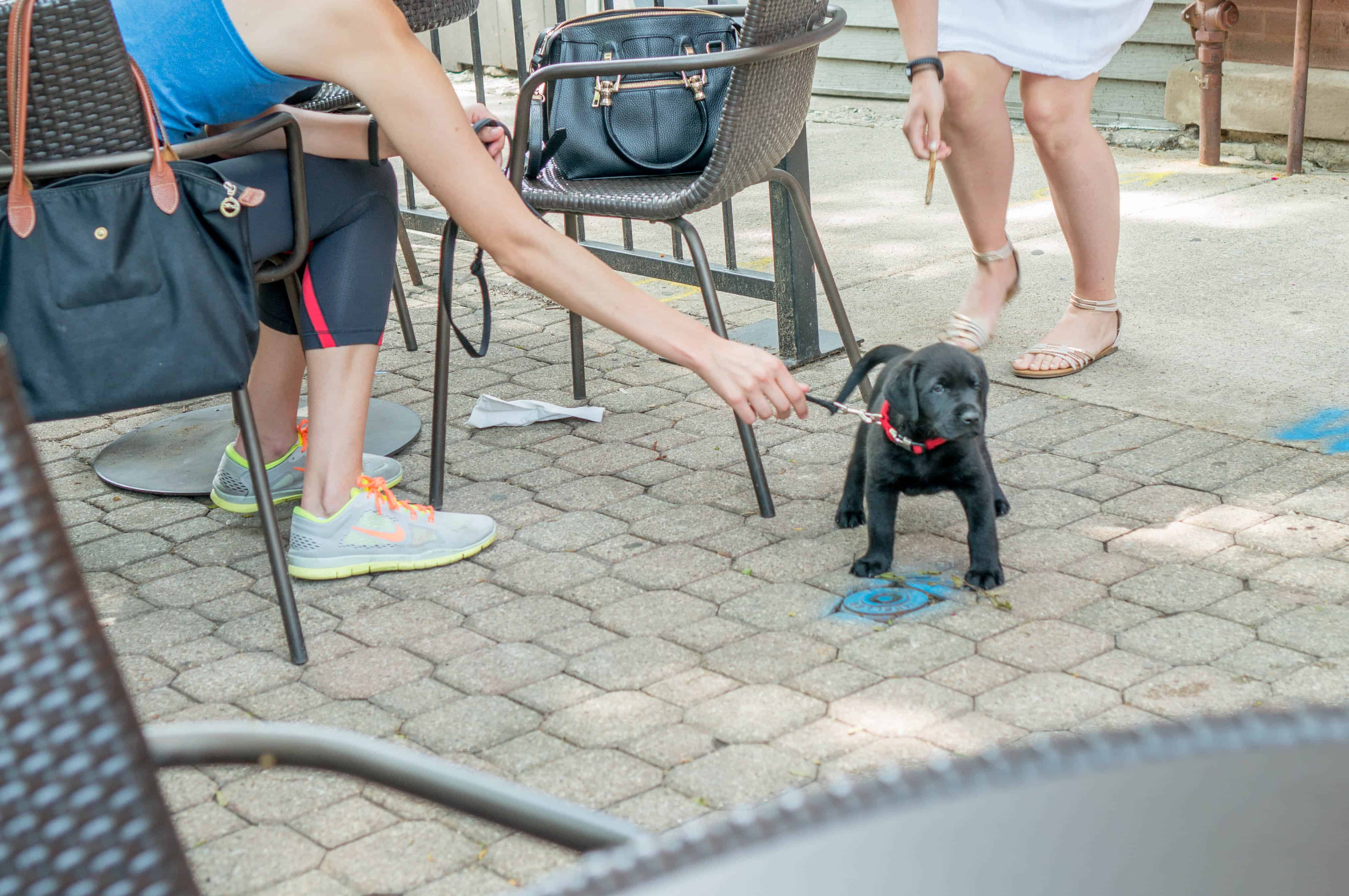 Rhodesian ridgeback, puppy, marking our territory, adventure, chicago