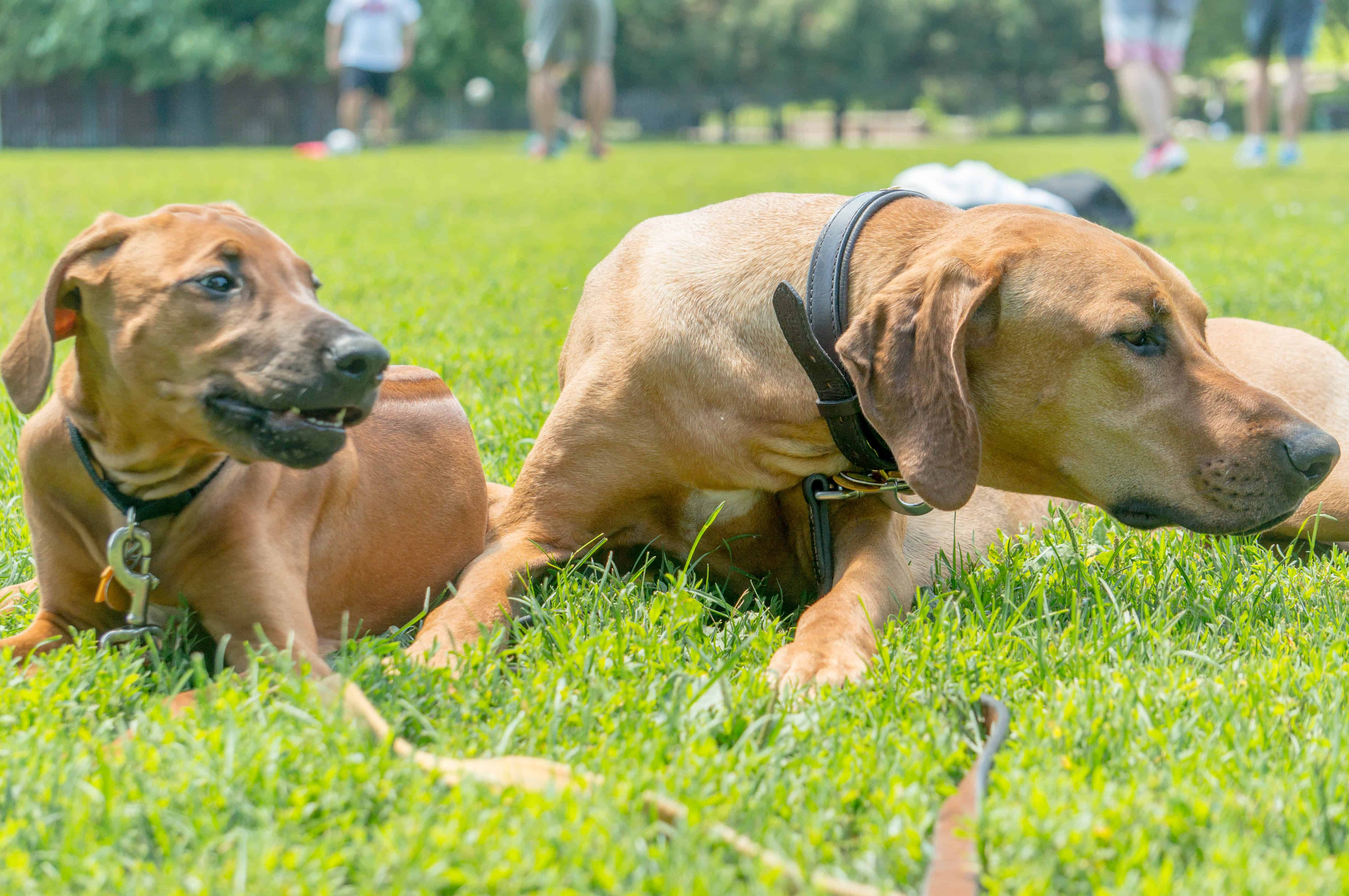 Rhodesian RIdgeback, puppy, adventure, chicago, marking our territory